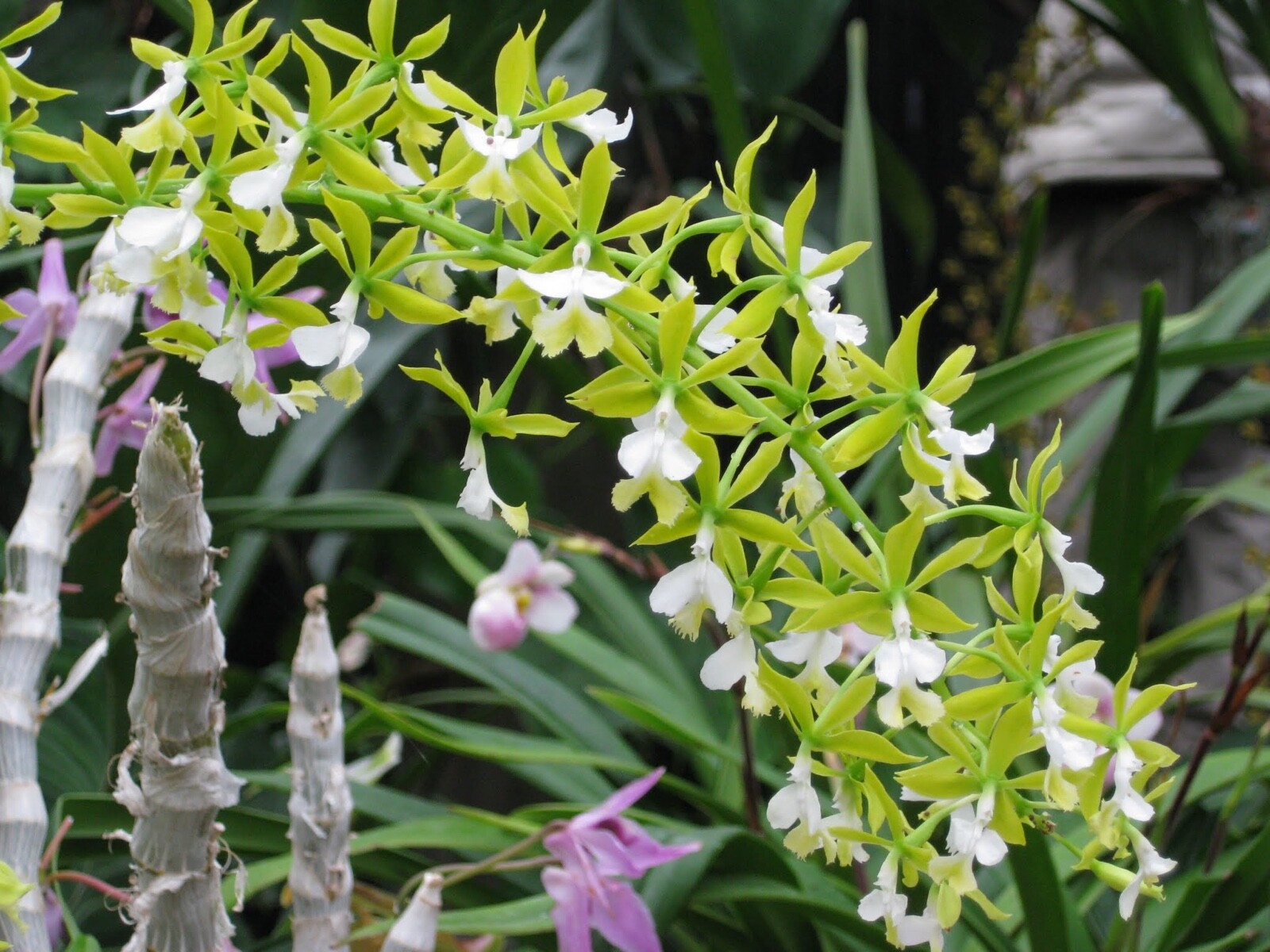 Premium "Fluffy" Tree Fern Fiber (New Zealand) - Debris Free