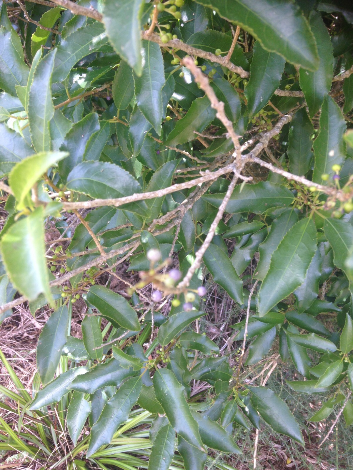 Mahoe - 50 seeds - Melicytus ramiflorus - Whiteywood - NZ Native