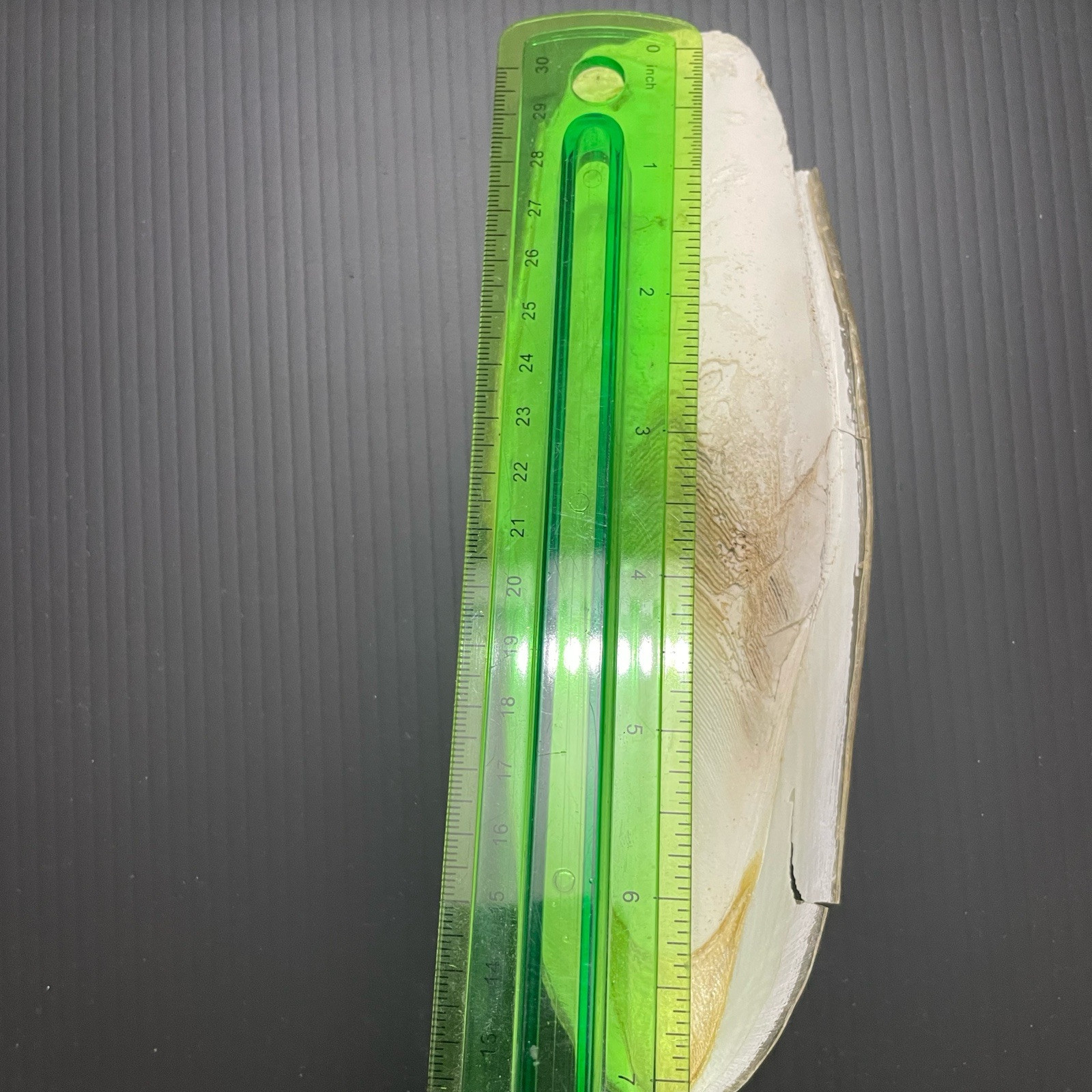 Large Natural Cuttlebone Cuttlefish Bone Bird Reptile Turtle Food Calcium 6"++