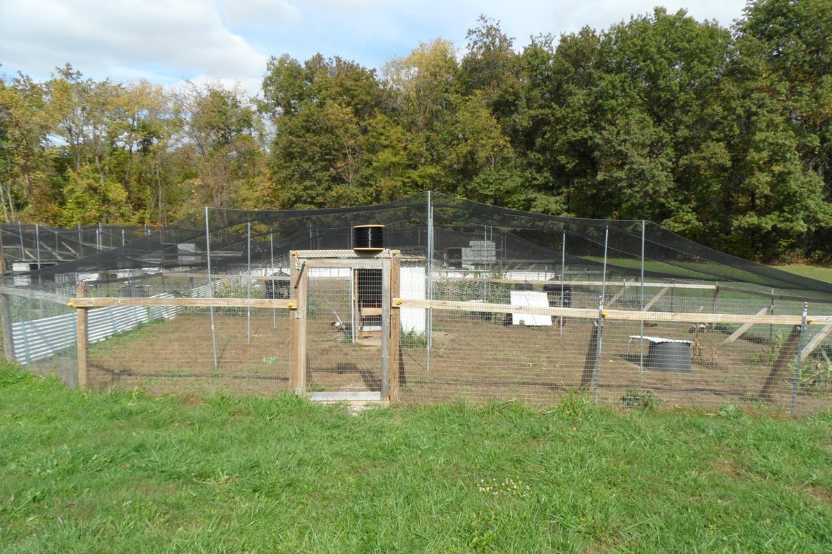 Poultry Netting 25' x 50' 1" Heavy Knotted Aviary Anti Bird Net Lasts 7-10 Years