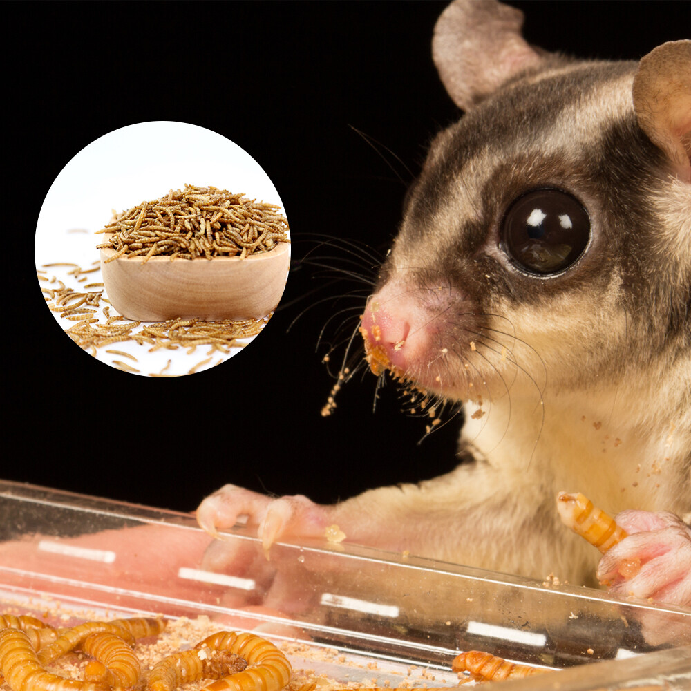 20 lbs Bulk Dried Mealworms NON GMO Organic For Fish Bluebirds Chickens Gliders