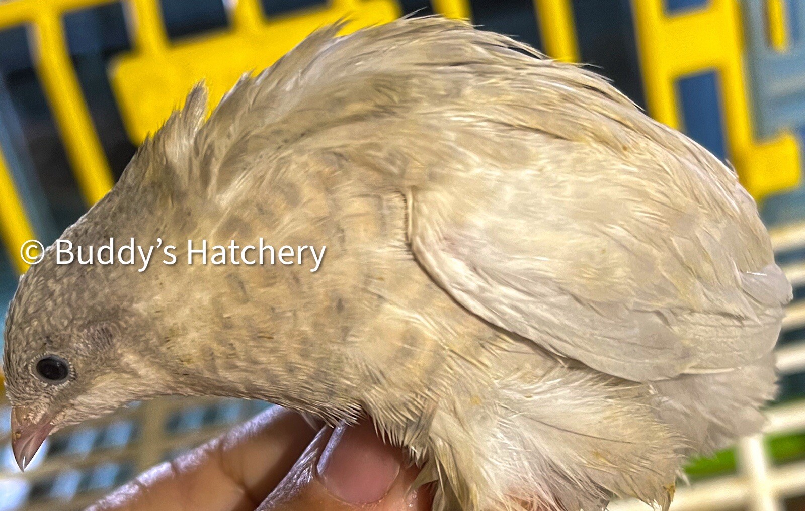 24 Button Quail Fertile Hatching Eggs Quail