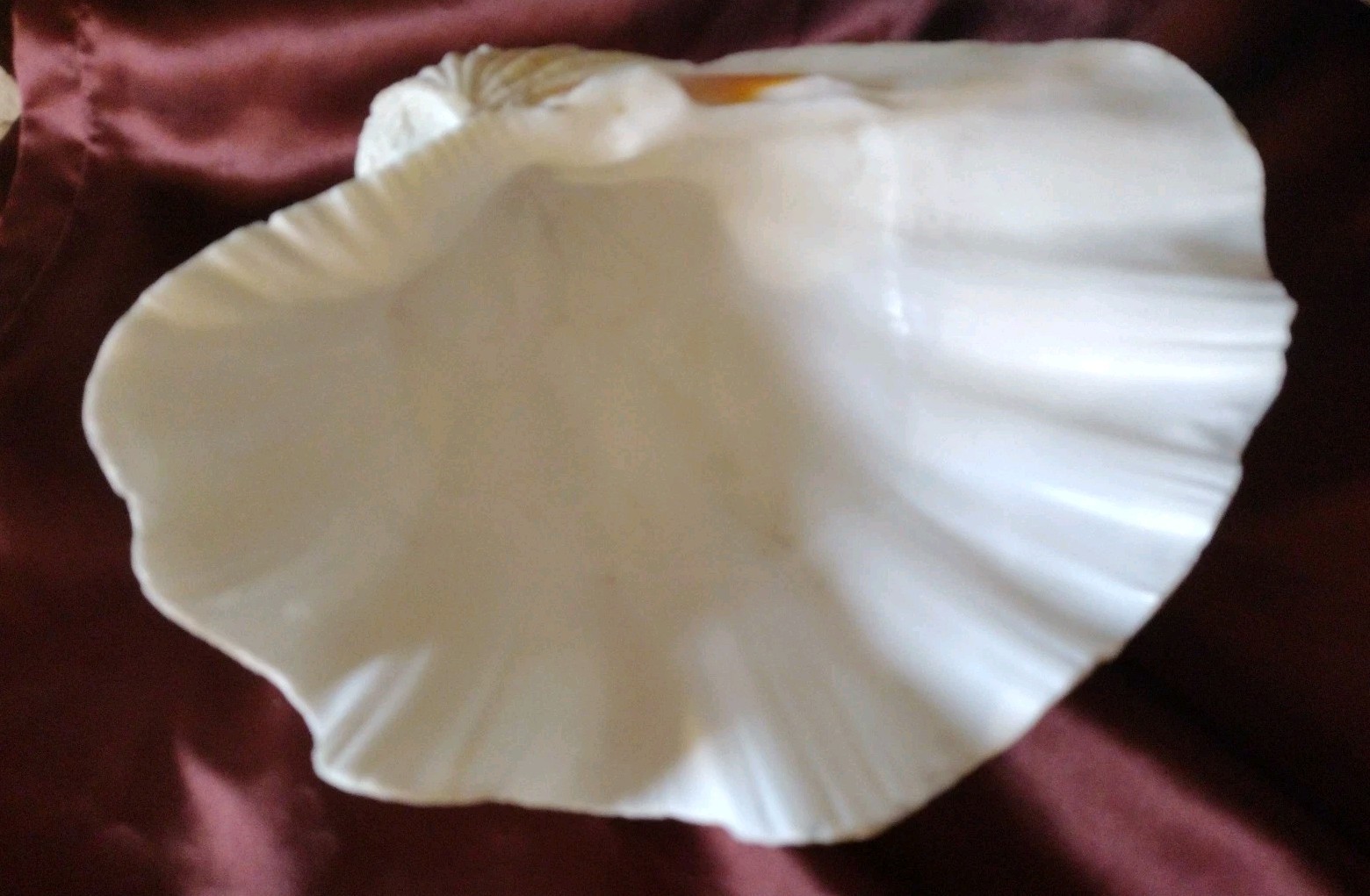 Vtg REAL 1980's Natural Sea Clam Shell Display Decor Crafting Collector 3lbs+