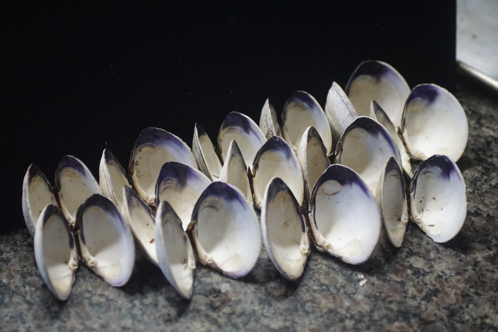 Wampum Quahog Shells RI 2 1/2"-3" " Matched Pairs Crafting Lot of 26