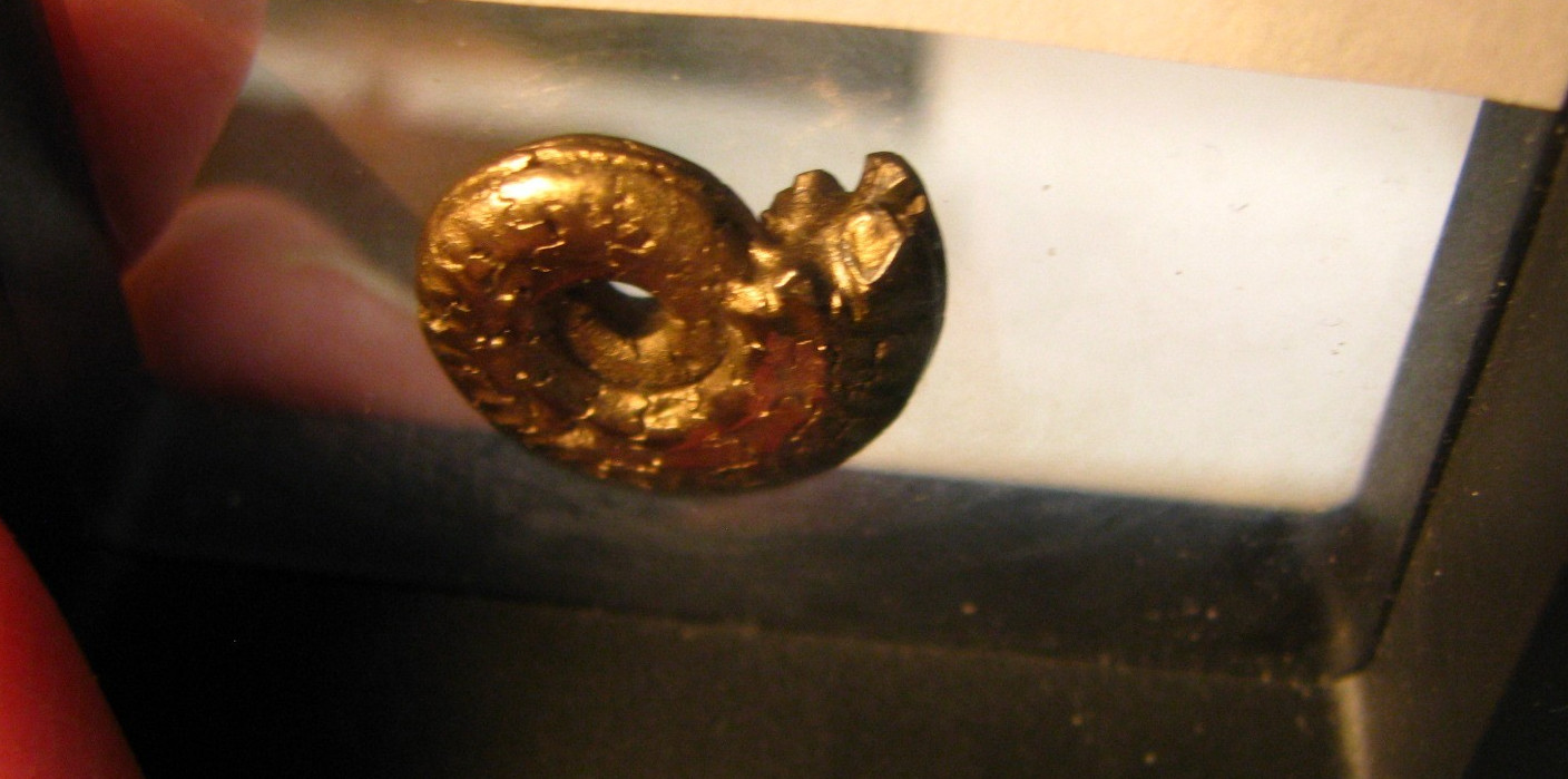 20mm GOLDEN PYRITE AMMONITE FOSSIL THUMBNAIL IN DISPLAY CASE RARE GERMANY #351