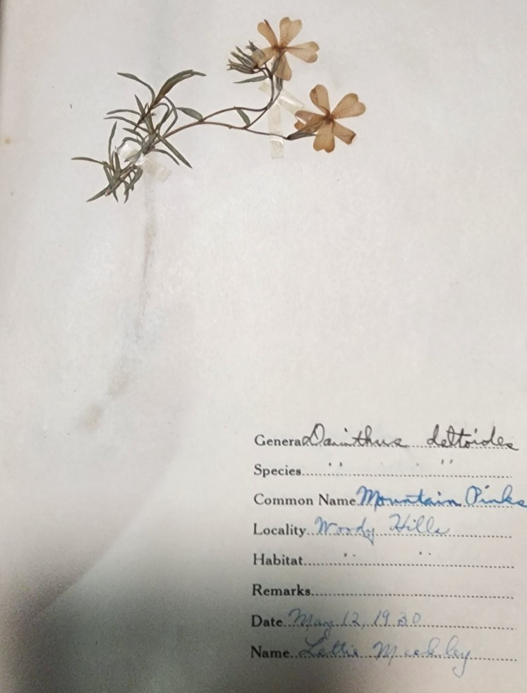 1900 Antique ATLAS HERBARIUM PLANT SPECIMINS Beckley Cardy Co. Completed 1929