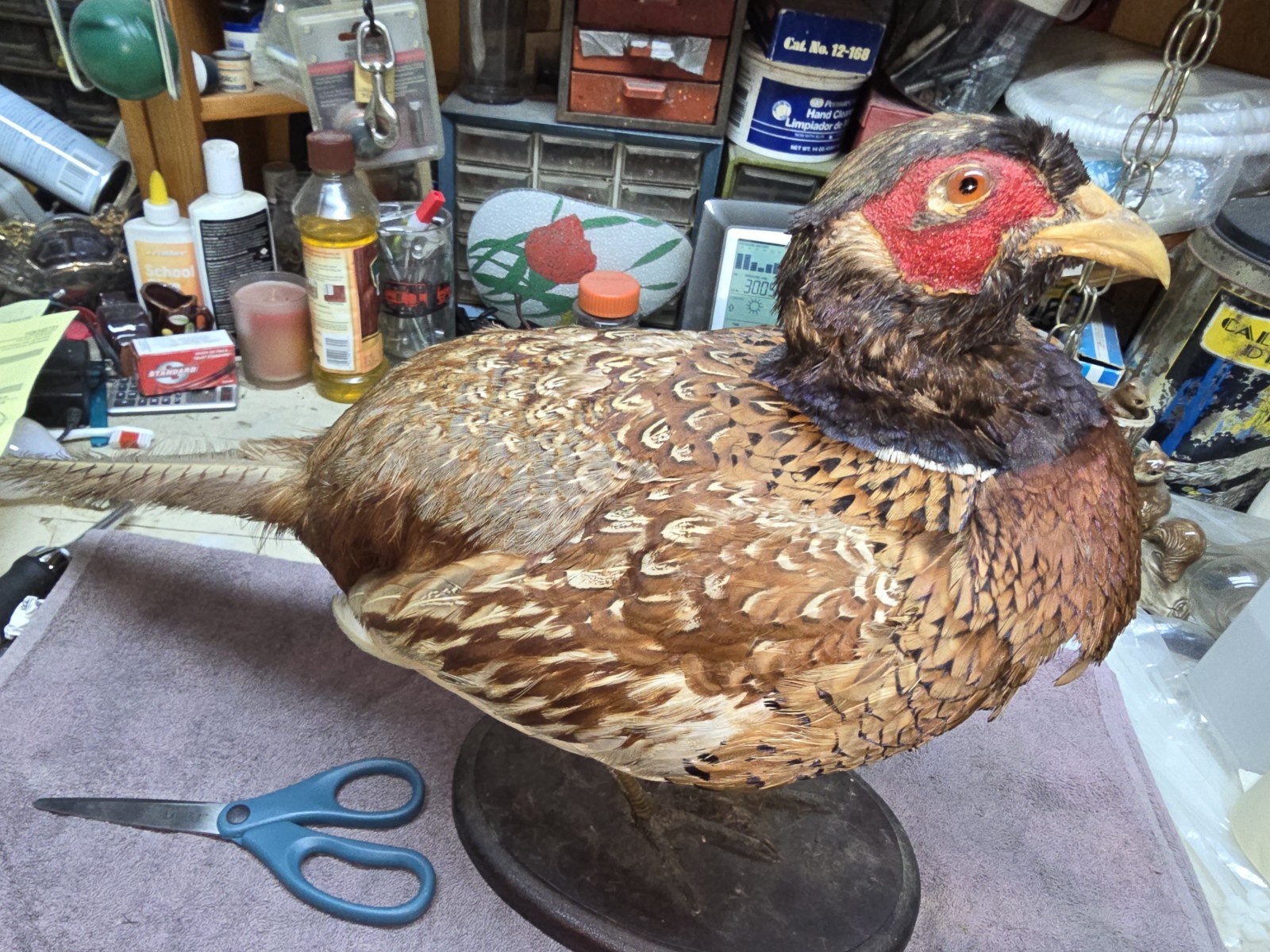 Female Hen Ringneck Pheasant Hen Taxidermy Mounted Plack/ Beautiful 😍 Colors