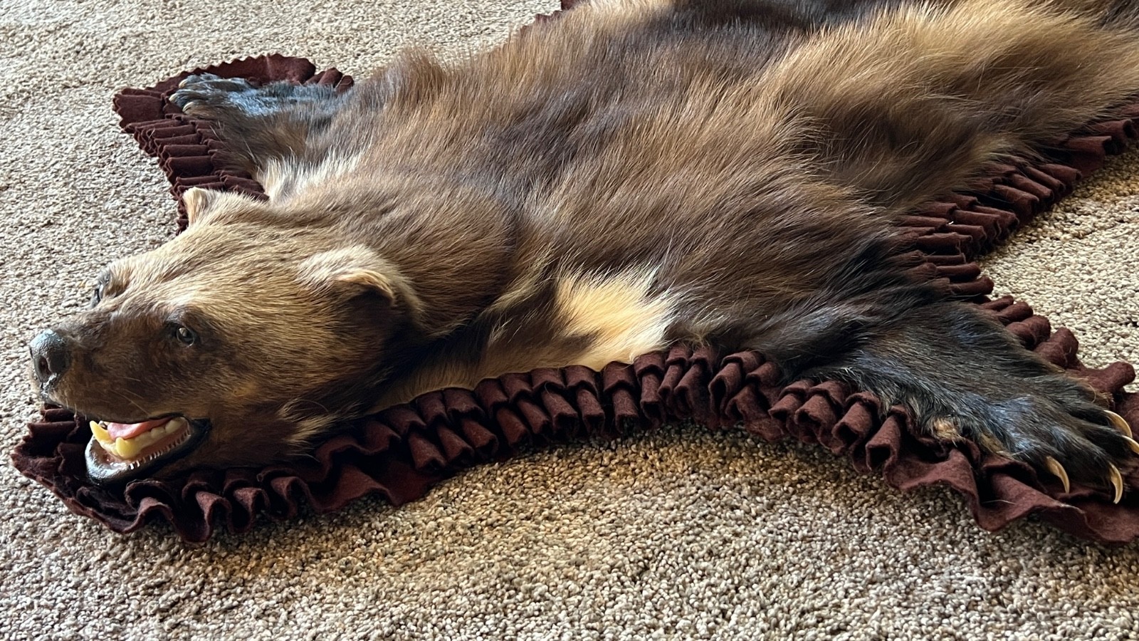 WOLVERINE Full Skin Rug Mount CANADA - Alaska Taxidermy Open Mouth Vintage