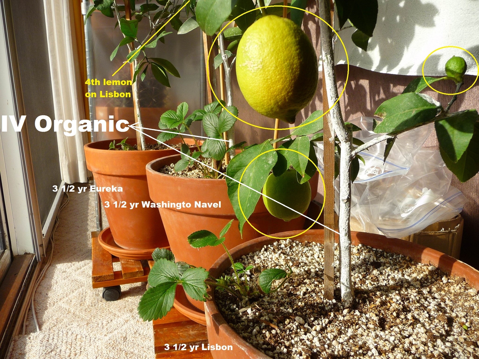 IV Organic White Wash, 1 Pint (BROWN)