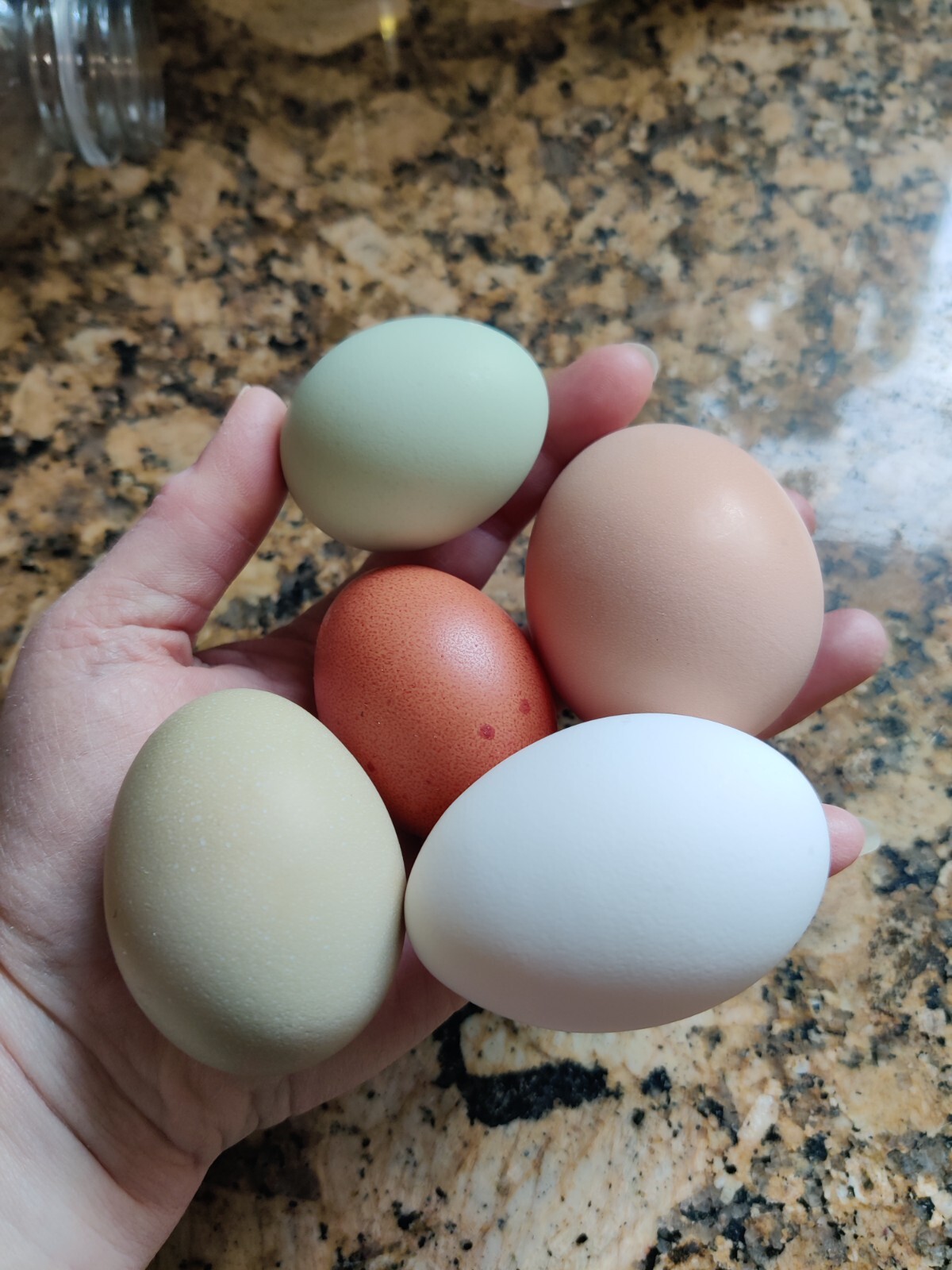 Freeze Dried Eggs, $11 a dozen! FREE SHIPPING fresh from our family farm to you