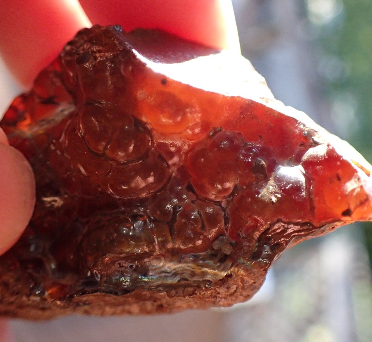 Botryoidal Fossil Coral Geode Fragment GA Agate Specimen Collection Gem WC23
