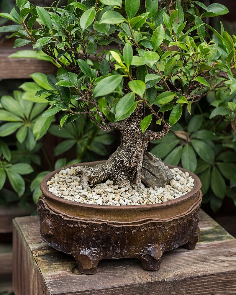 7 Gallons 3/8" Horticultural Pumice Rock Soil Amendment Succulents Cacti Bonsai