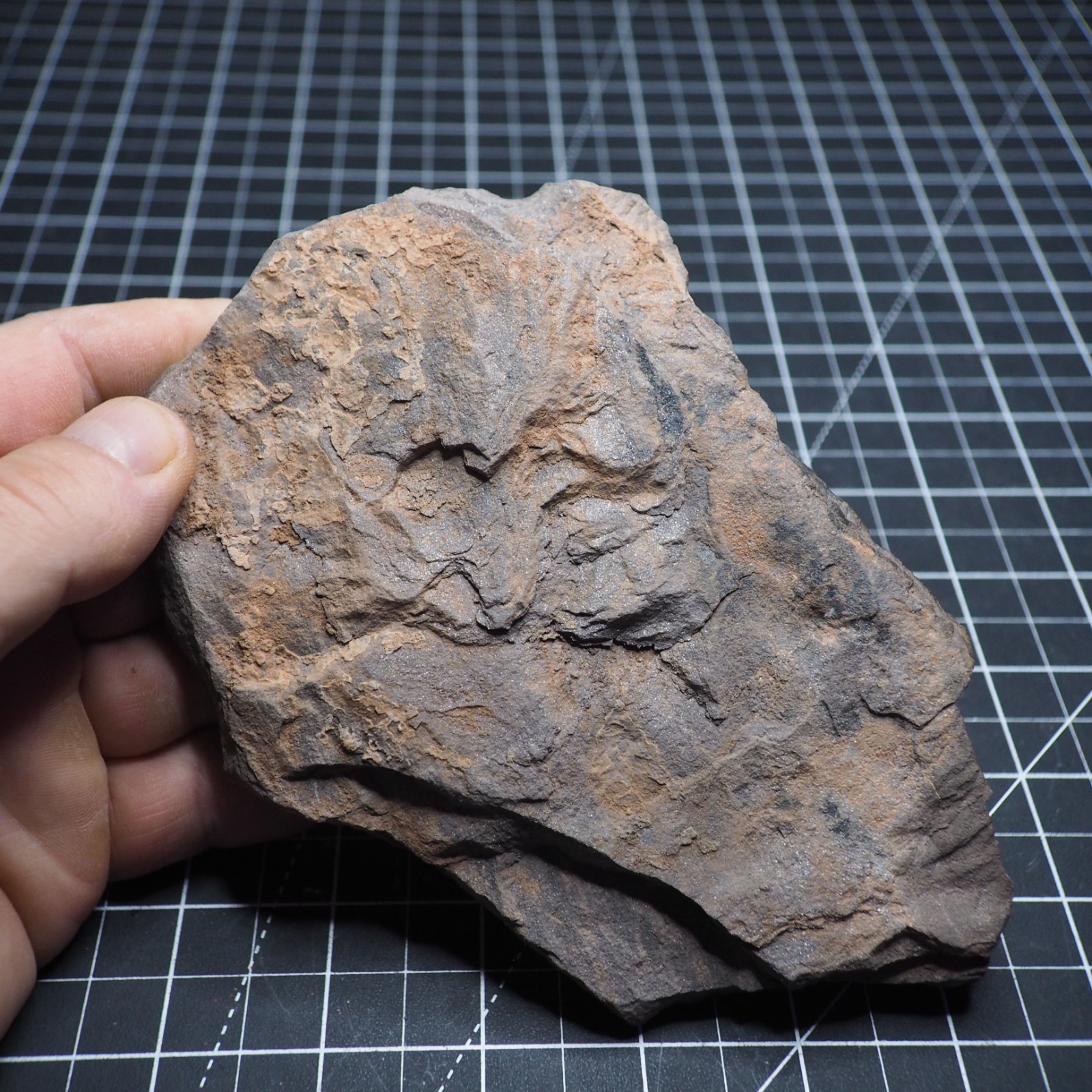 Starfish Feeding Track Ordovician Morocco