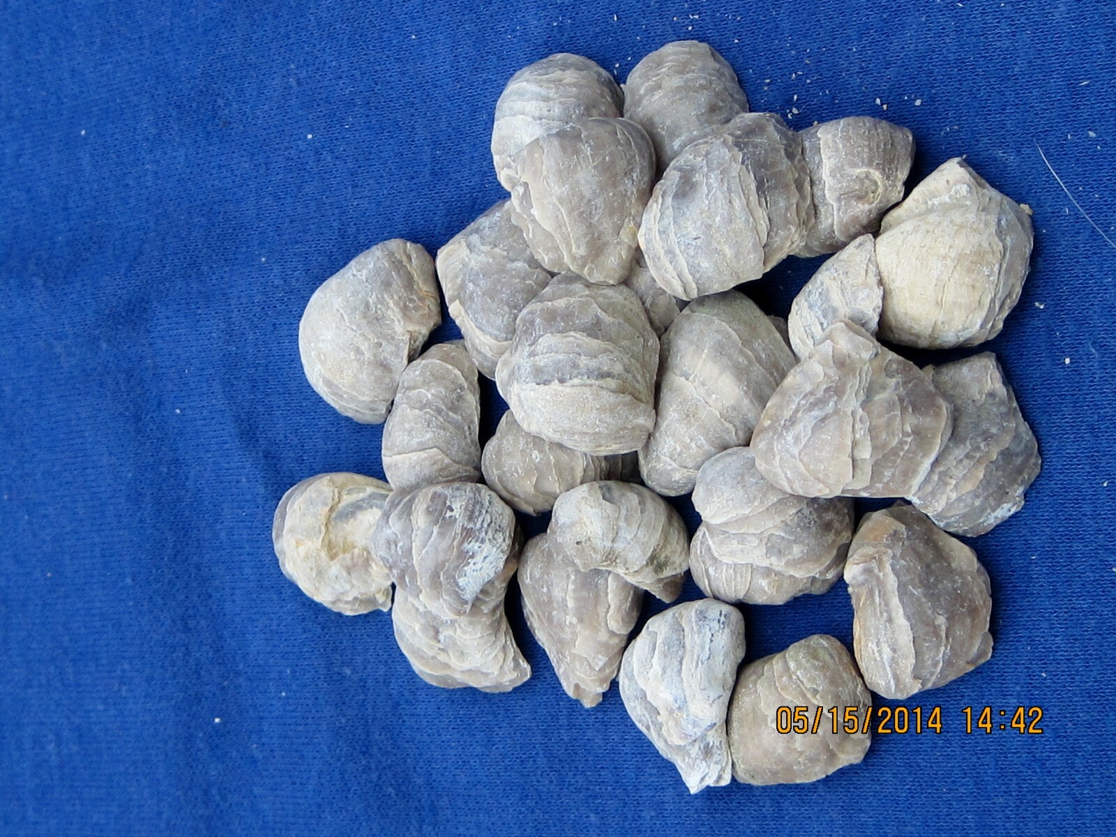 TWENTY FIVE DEVIL'S TOE NAIL FOSSILS WHOLESALE
