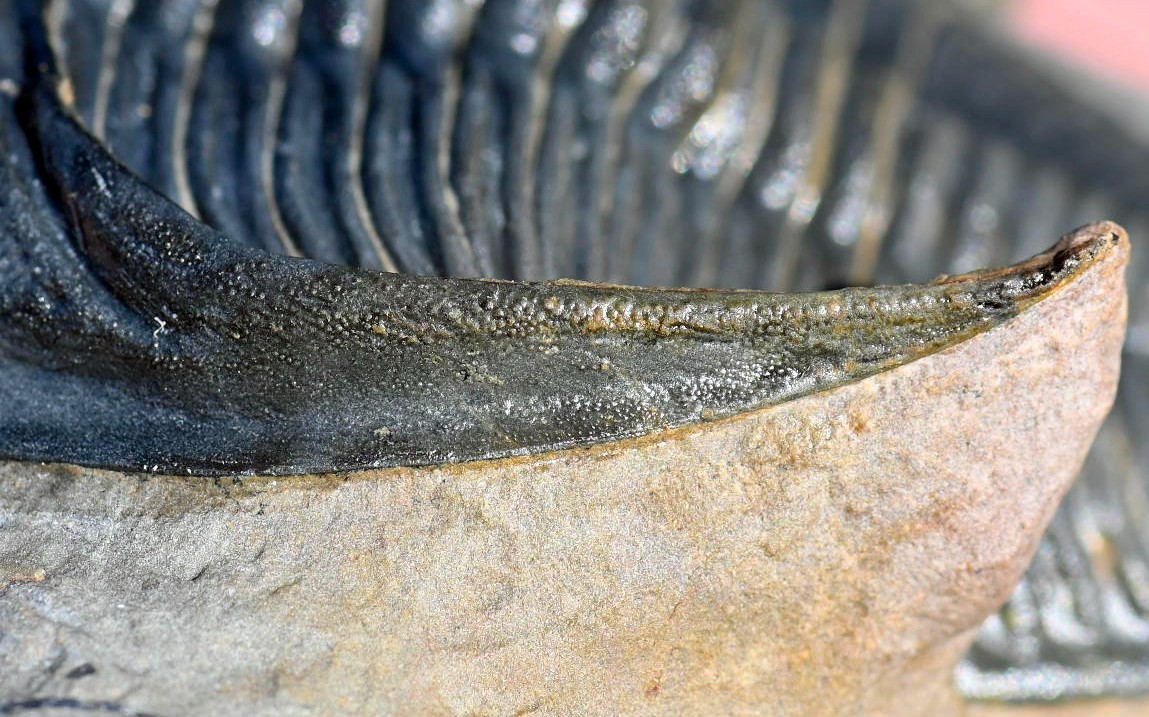 Trilobite Fossil, Zlichovaspis (Odontochile), from Morocco #1