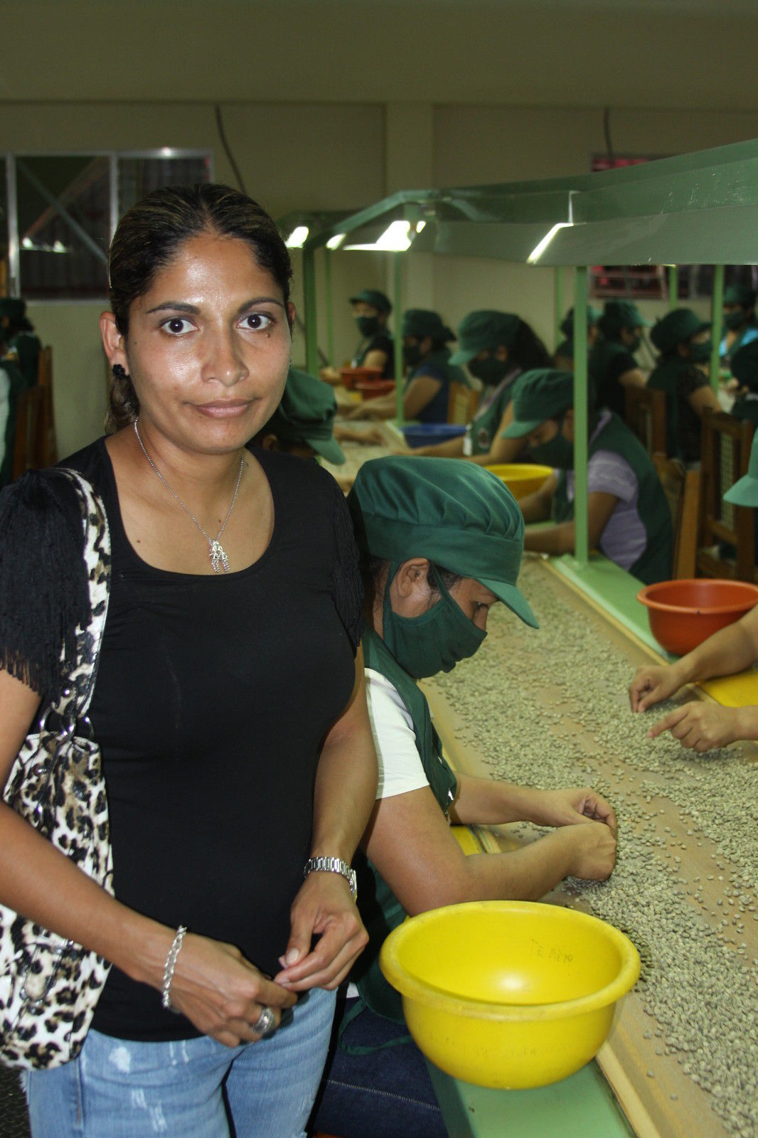 Brazilian Yellow Bourbon Coffee Beans, Medium Roasted Daily 2 Bags 1 Pound Each