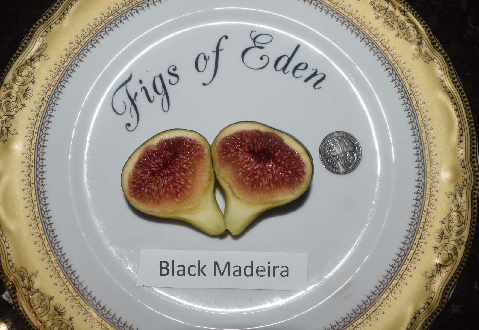 Fig Tree Cuttings. TWO FREE GIFTS. Choose Your Varieties. 50+ varieties!