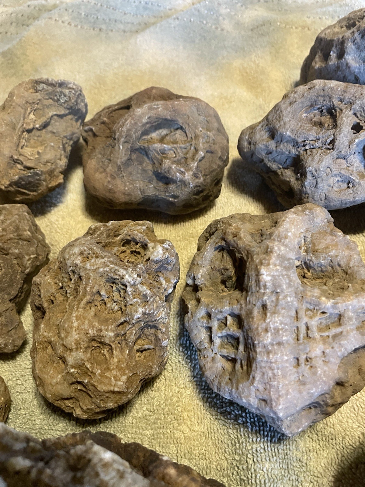 27-KENTUCKY GEODIZED FOSSILS. NICE ONES. 1” TO 5”.