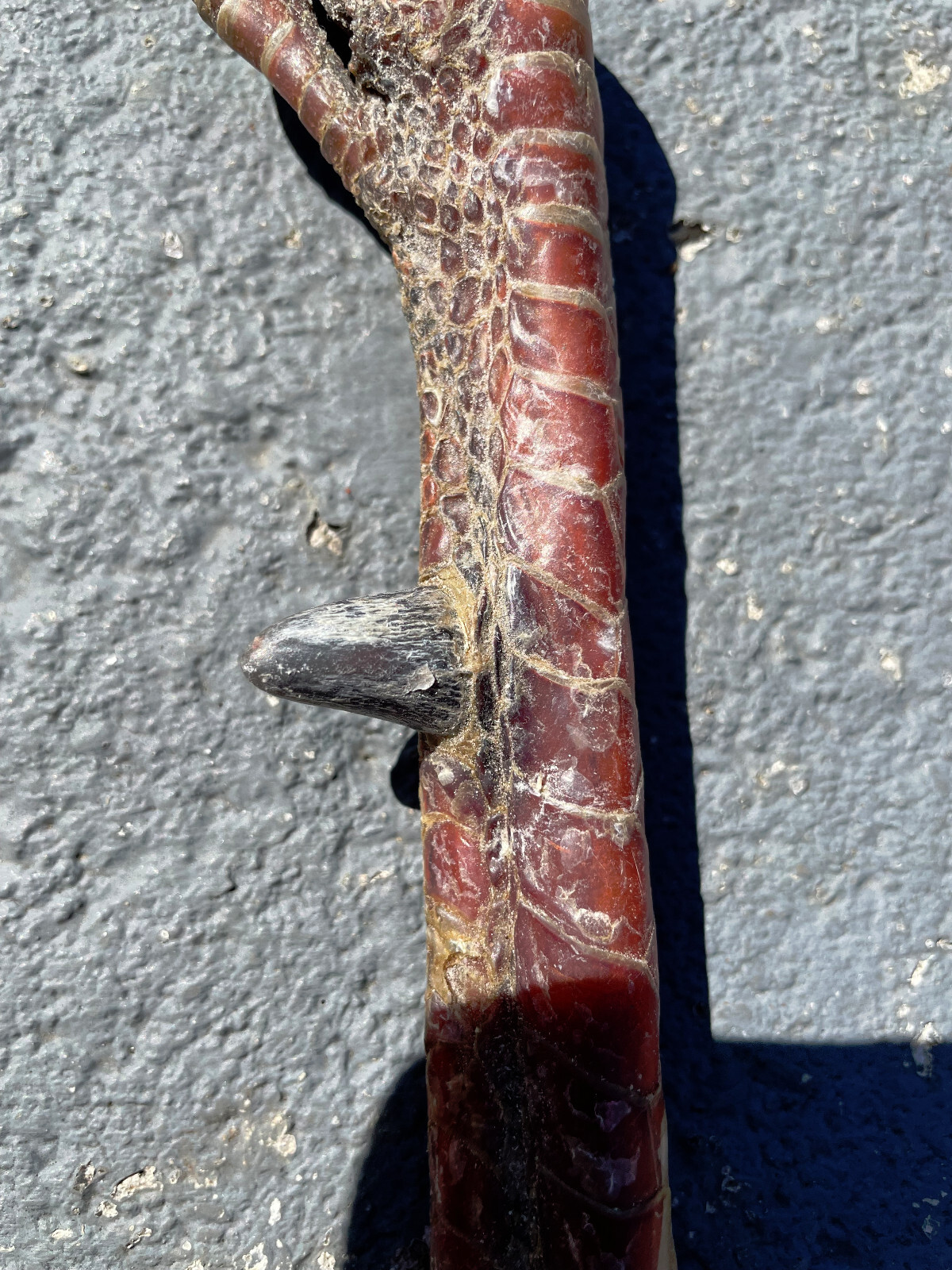 Taxidermy, One Pair 2 EASTERN WILD TURKEY-FEET -Log Cabin,Native American Crafts