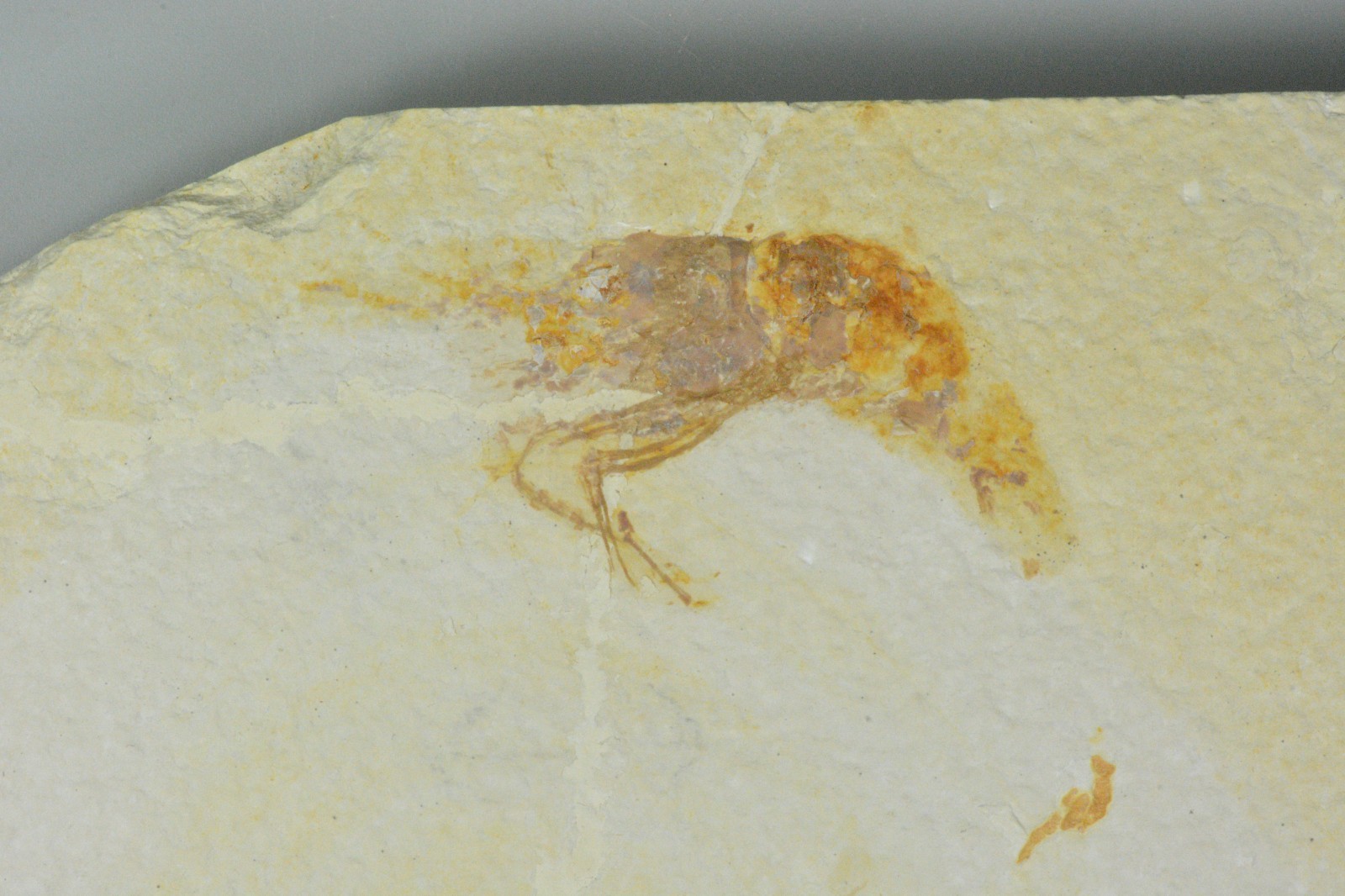 Bechleja rostrata, Shrimp Fossil, Green River Formation, Wyoming
