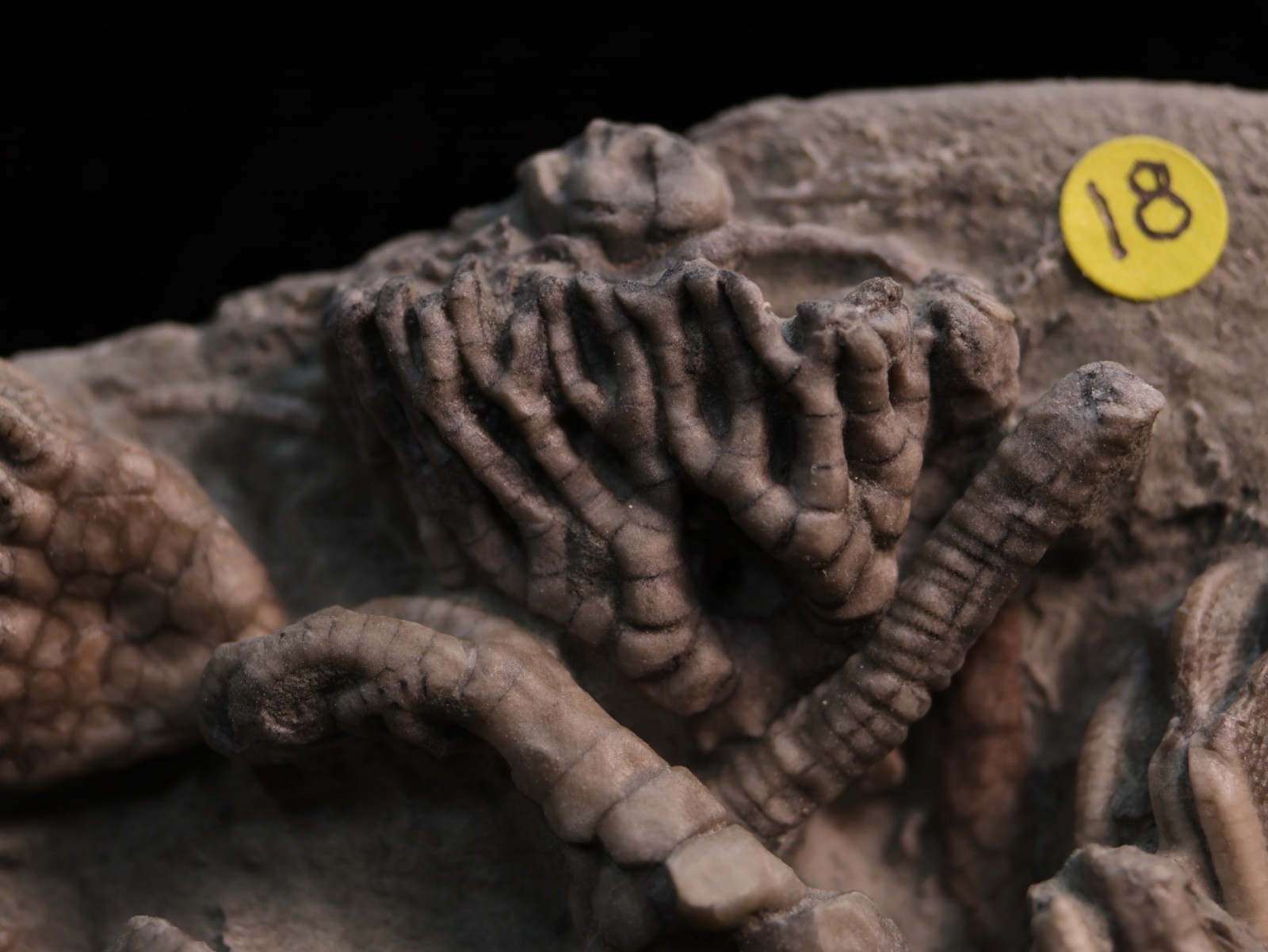 Meaty Plate of Fossil Crinoids, Crawfordsville, IN