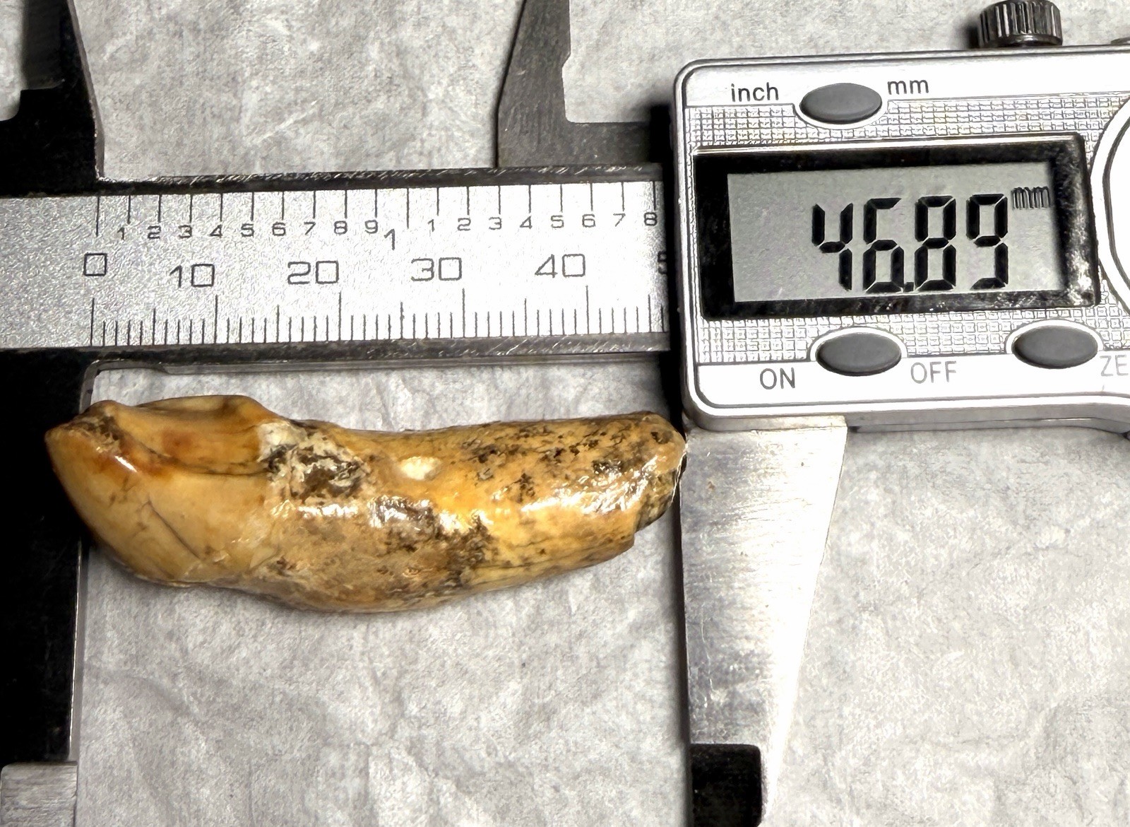 👀 Fantastic Rare Romanian Cave Bear Canine Tooth Fossil, Ursus Spelaeus ✨🔥