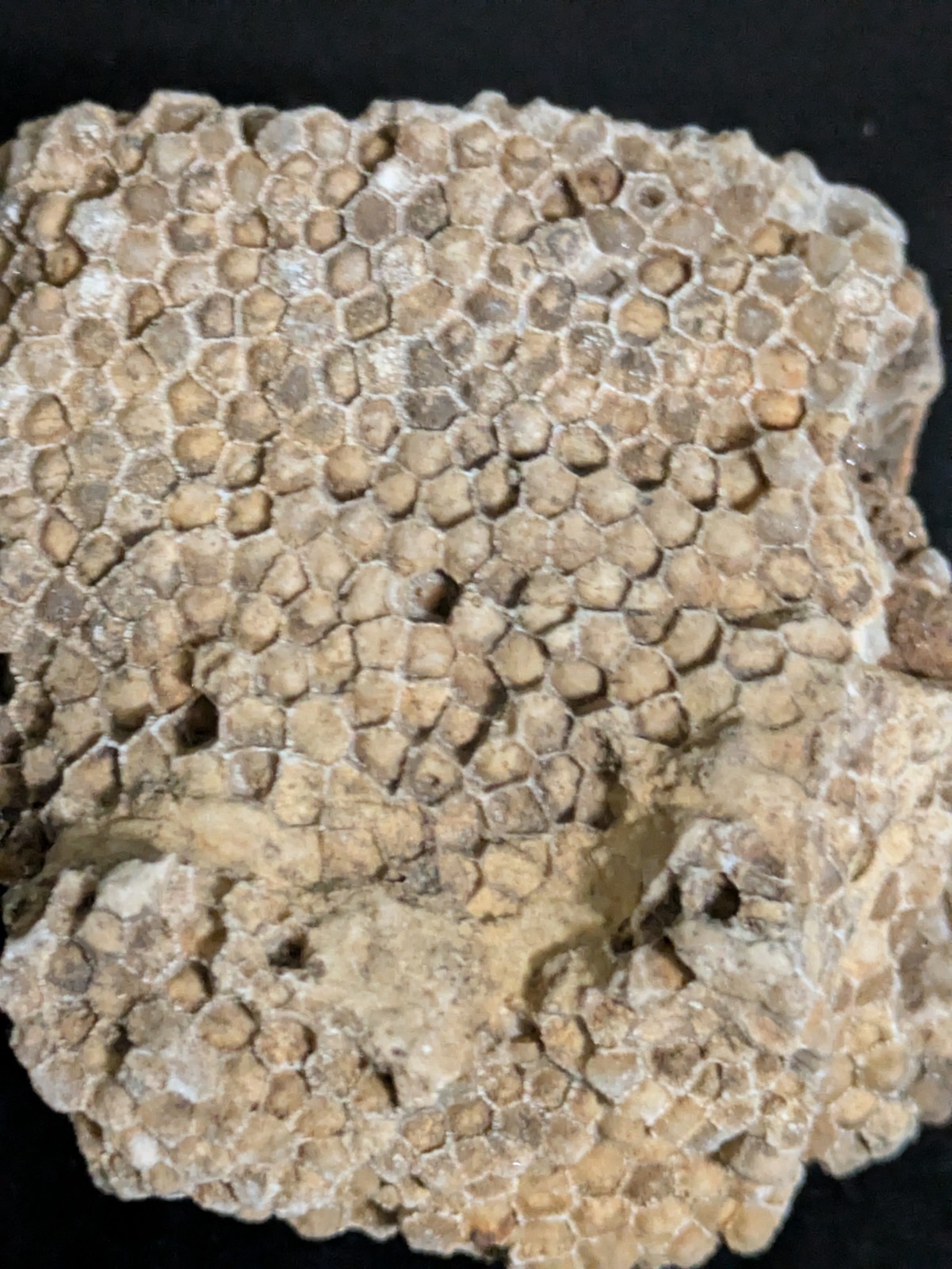 Favosites Coral Fossil 250-500 Million Years Old!! "Honeycomb Coral"
