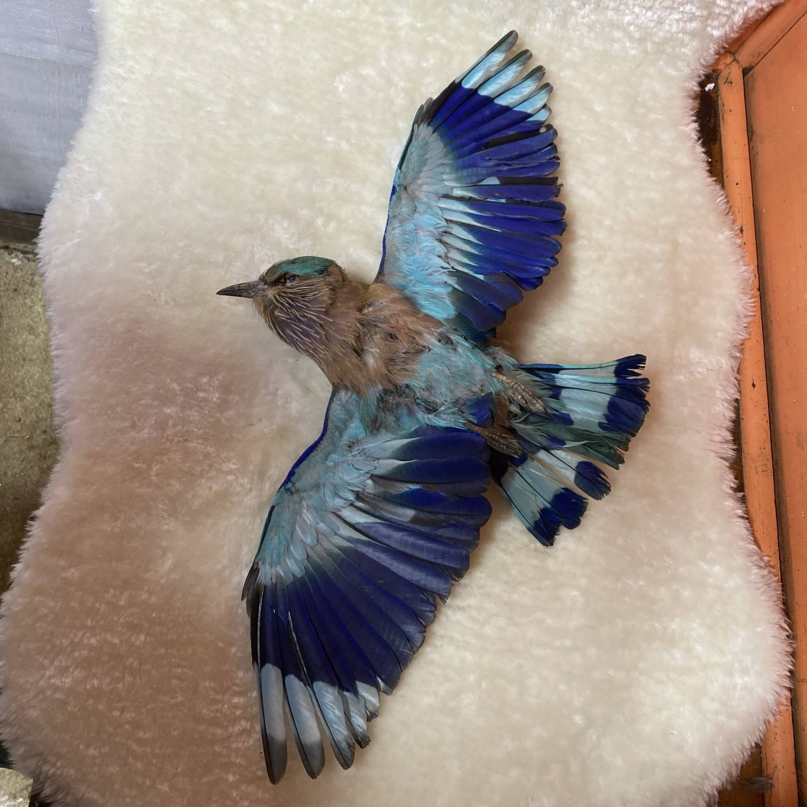 taxidermy blue Indian Roller not listed by cites