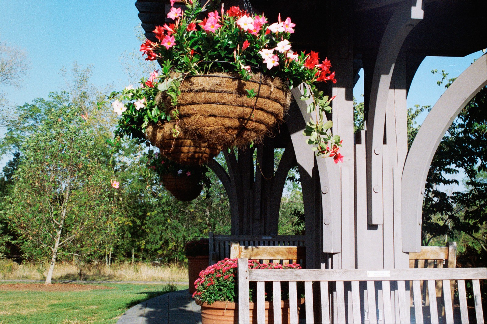 NIGHT ALIEN - 35mm Color Negative High Speed Film 800D - 36 exp C-41 BRAND NEW