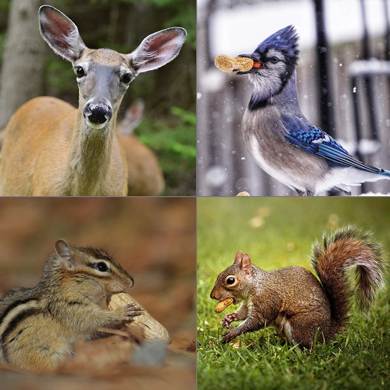 Wildlife Elements In-Shell Peanuts For Birds, Squirrels, Wild Animal Food, 25 LB