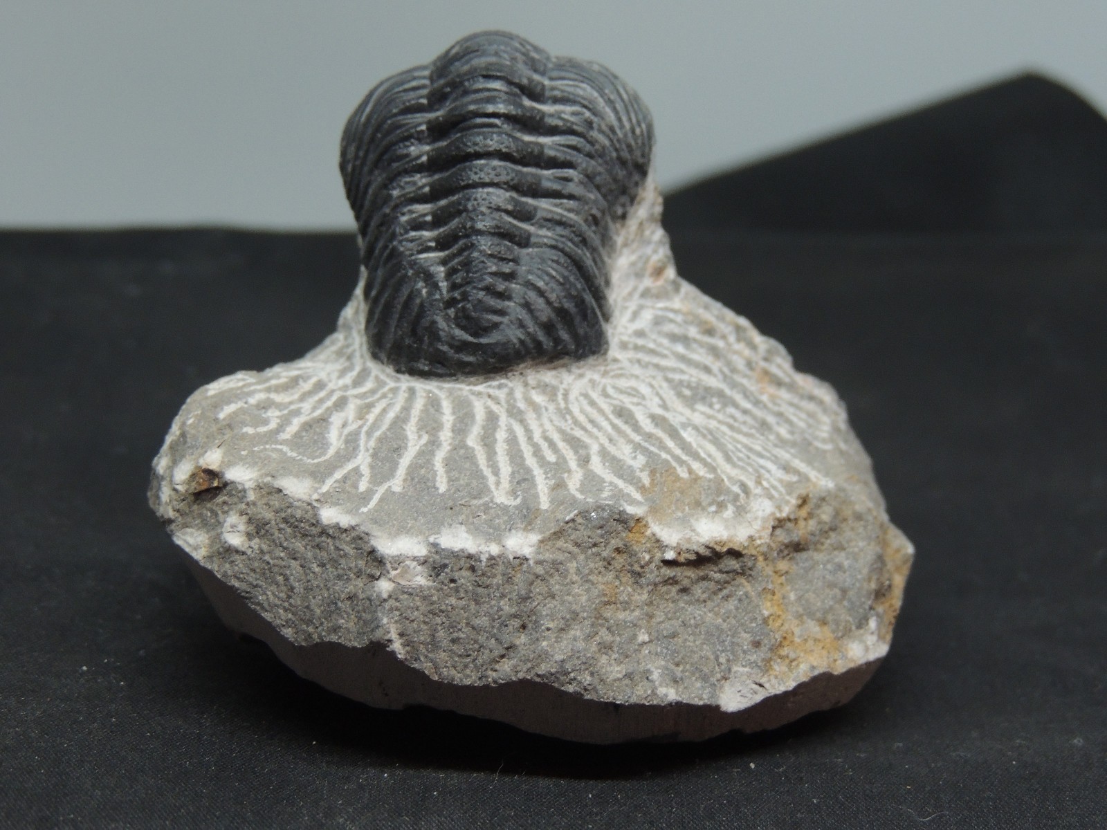 Devonian Phacops Fossil Trilobite 2 1/4" wide (t-4)