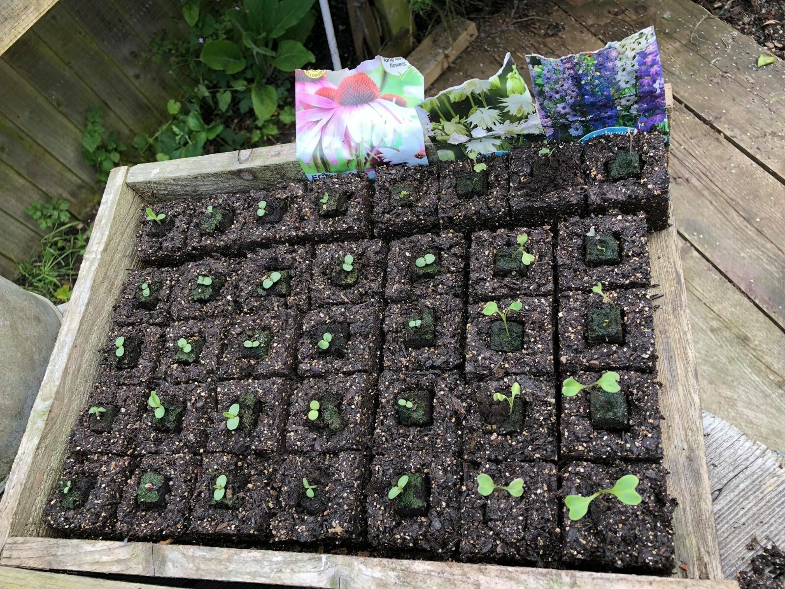 Ladbrooke Cubic Inserts, Set of 4. Authorized Reseller.