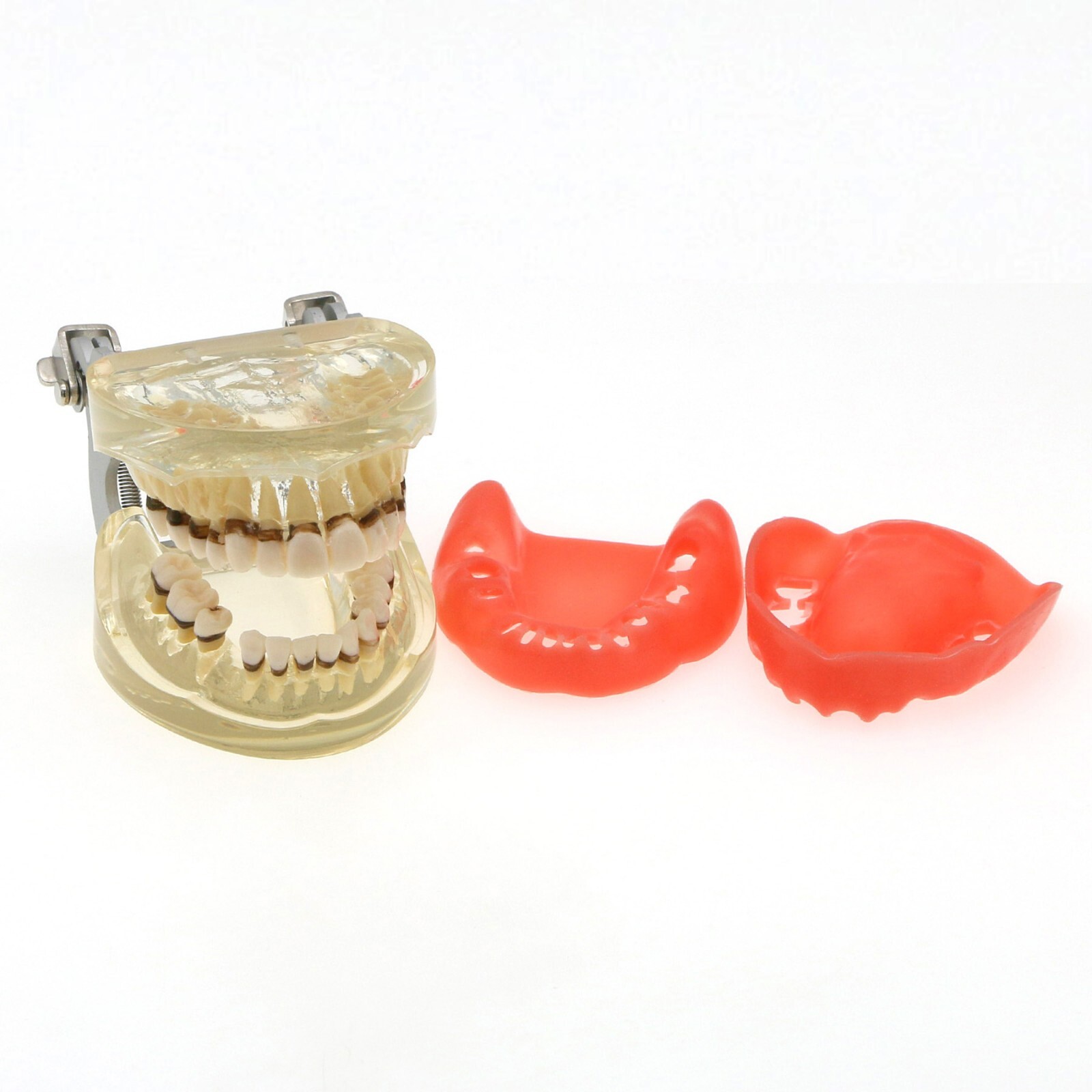 Dental Adult Periodontal Disease Pathological Teeth Typodont Model Removable Gum
