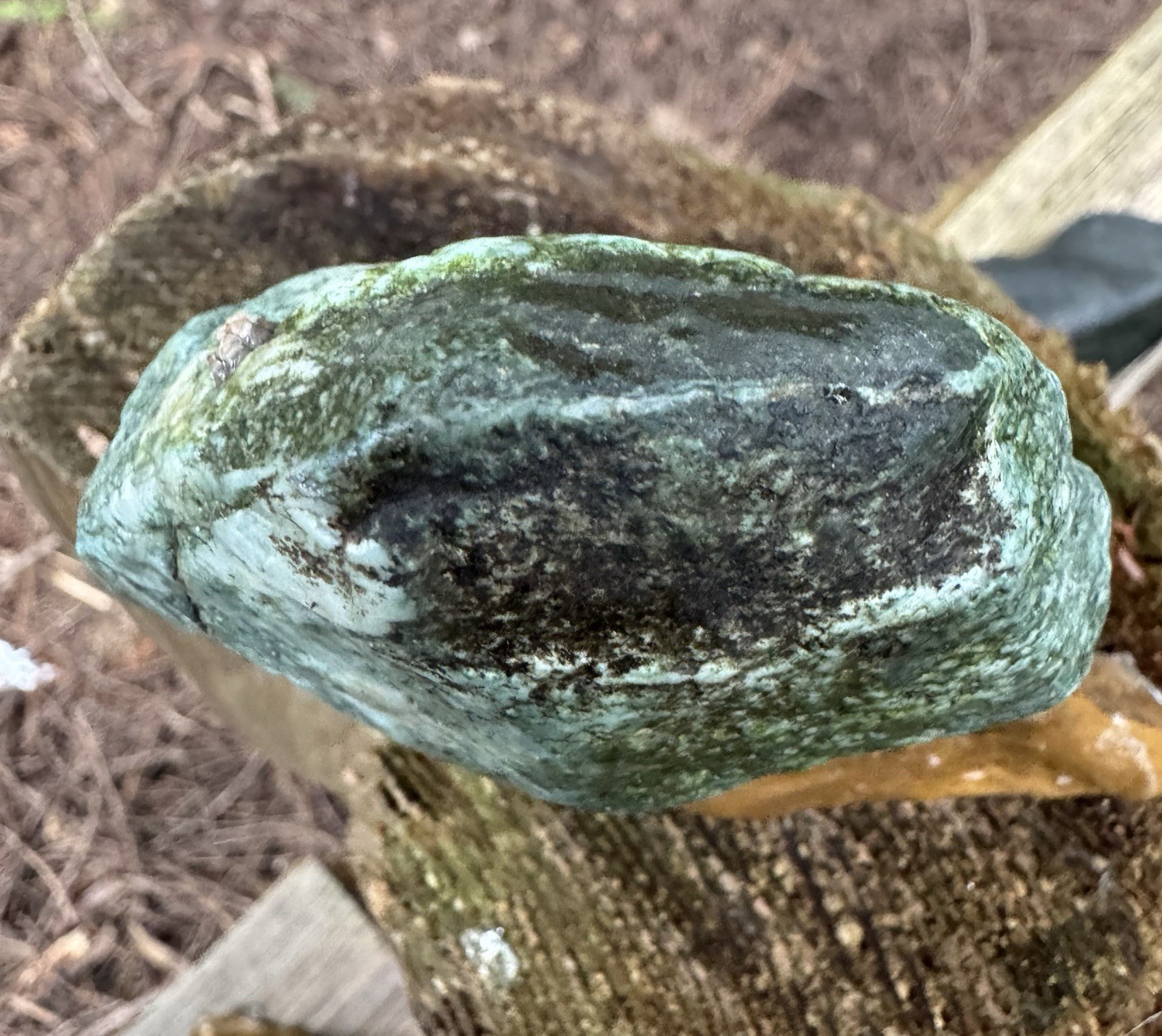 Fossil Fish Teeth & Vertebrae - 192g High-Grade Mineralization - WA ,