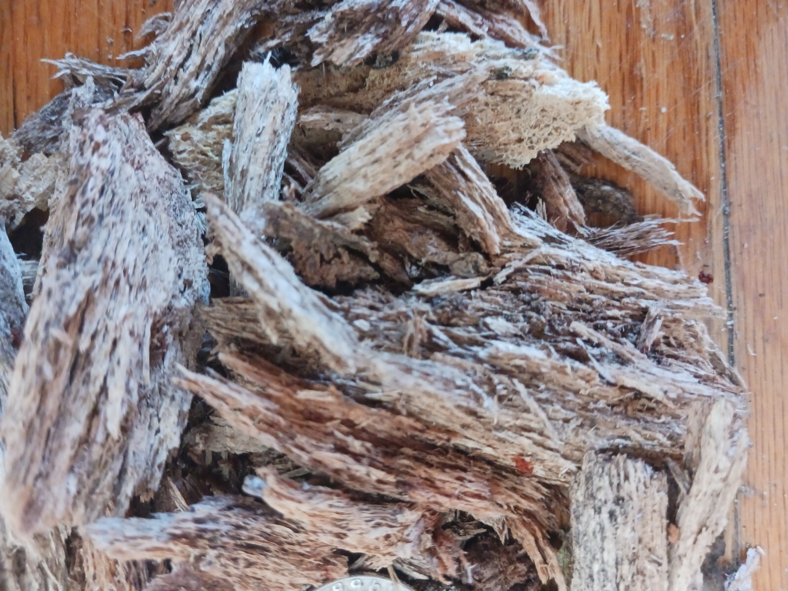 Rotting Wood Isopod, Springtails, Beetle, Millipede substrate 100+ CUBIC INCHES