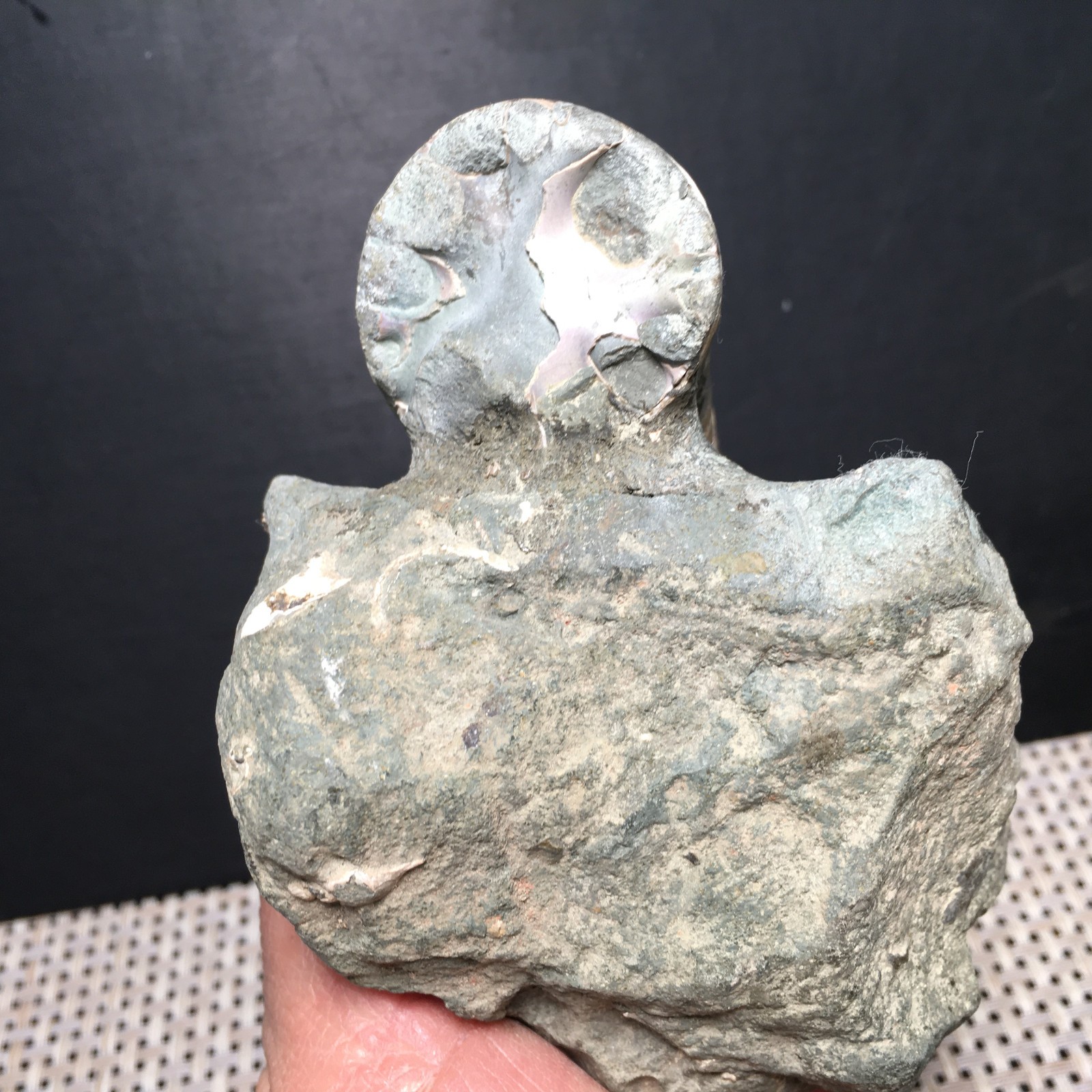 428g natural Carving Home Decoration Specimen Shell Healing md3751