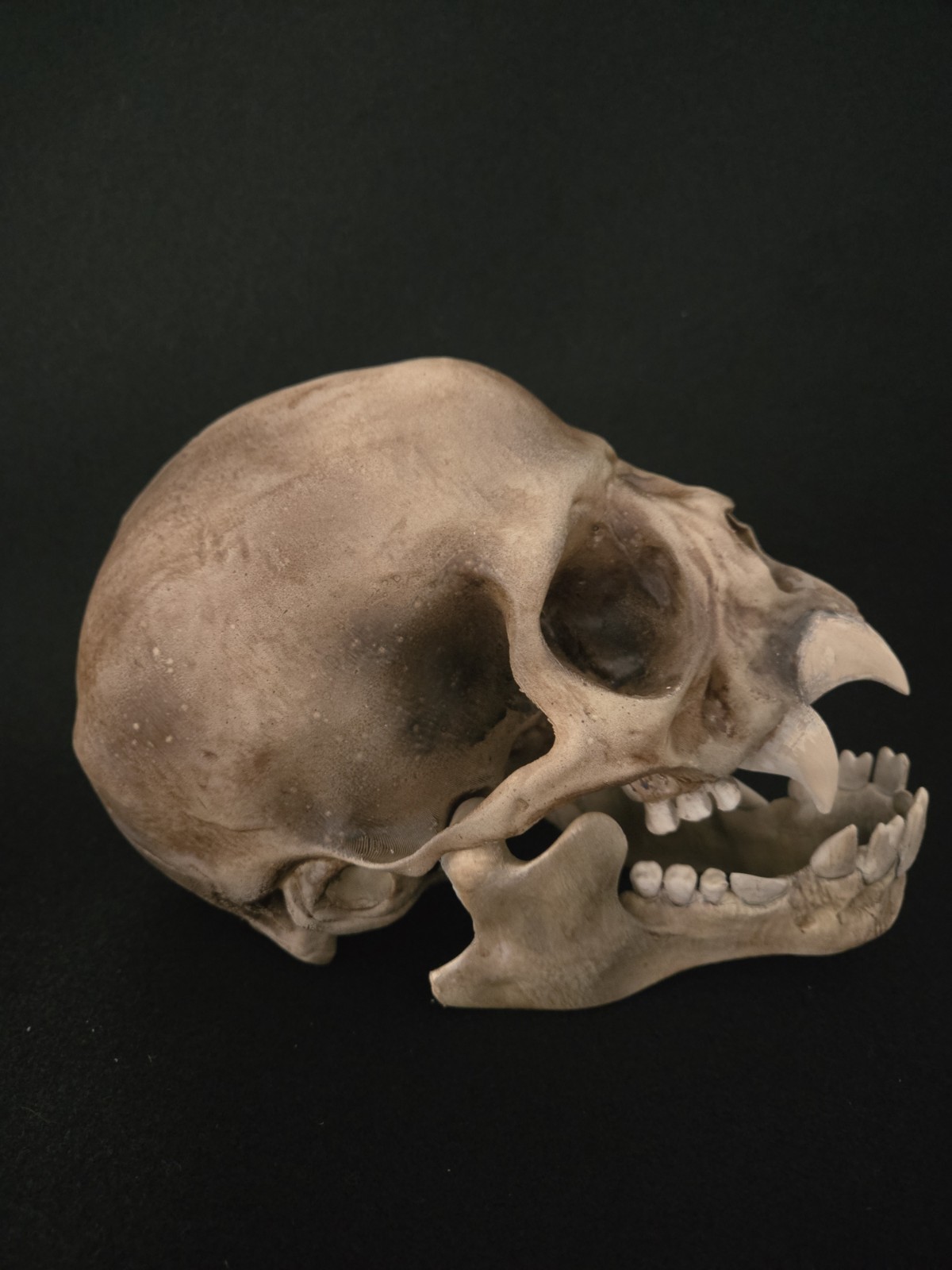 Vampire Skull Realistic (Human Size)