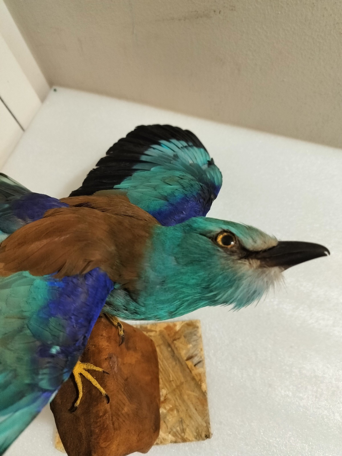 real bird taxidermy wall mount 2025