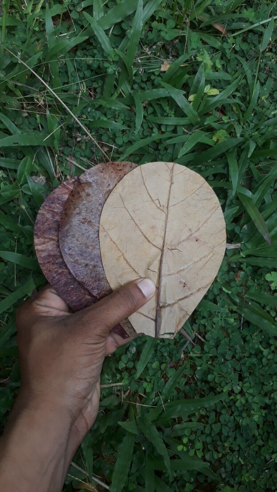 100Pc almond leaves 5'' catappa indian ketapang leaf Shrimp betta fish aquarium