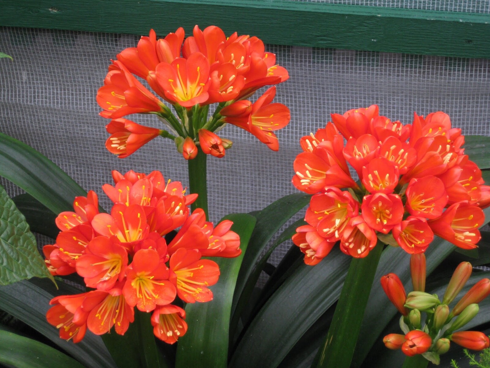 Premium "Fluffy" Tree Fern Fiber (New Zealand) - Debris Free