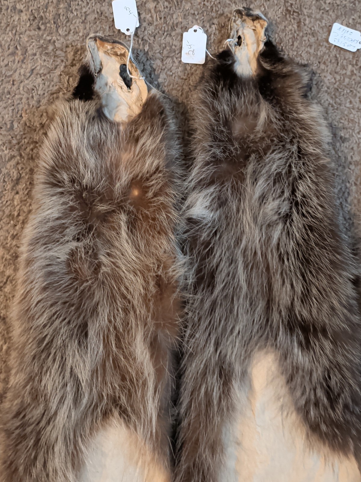 Newly Tanned Wild Large Racoon pelts~Country Fur Cabin Craft Fur~NICE! Soft!!