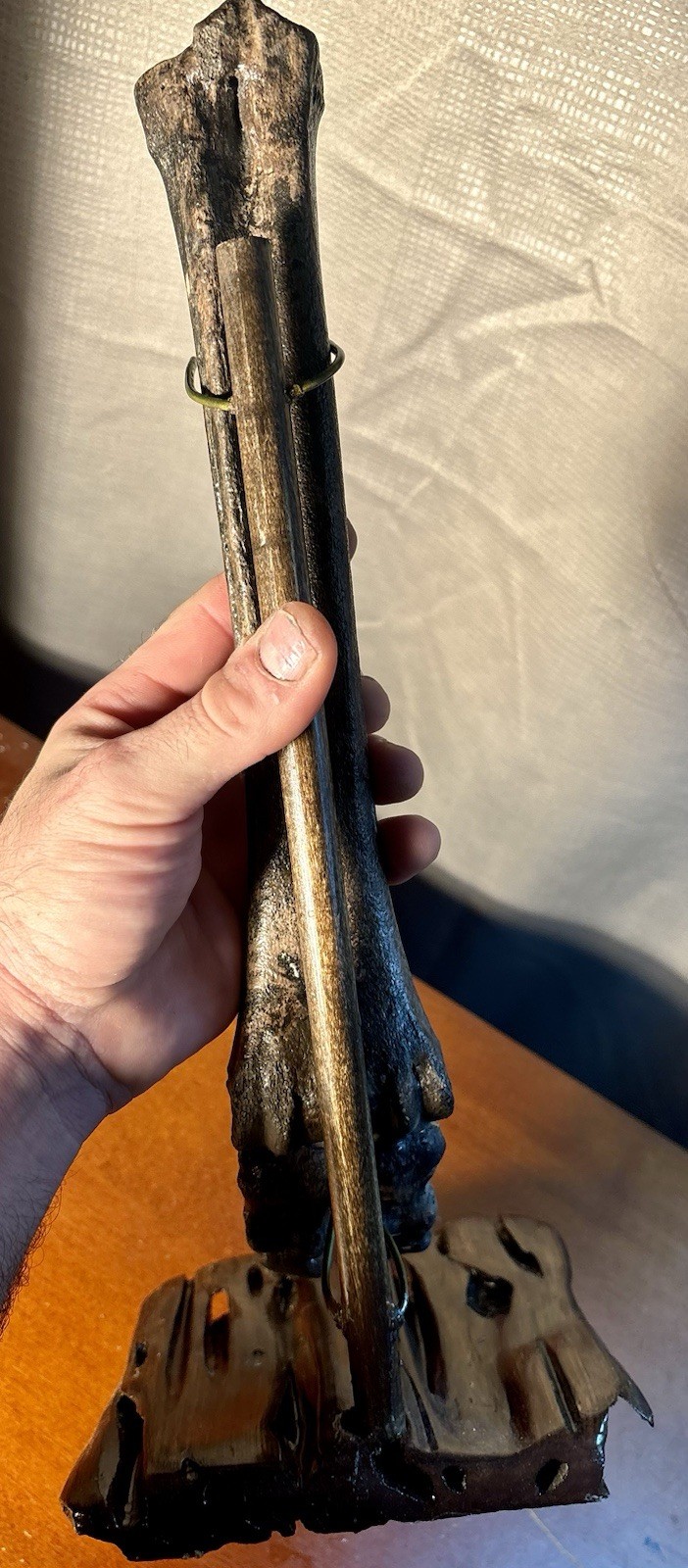 World Class Fossil Camel Leg Mount on Pecky Cypress Wood Stand Florida Fossils