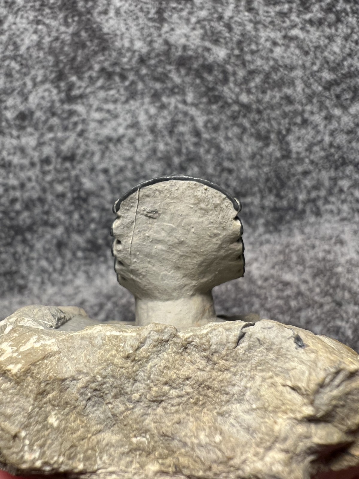 Exceptional Moroccops sp. Trilobite Fossil – Stunning Flying Preparation