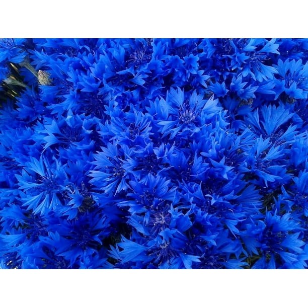 Tall Blue Bachelor Button Cornflower Seeds Free Shipping!