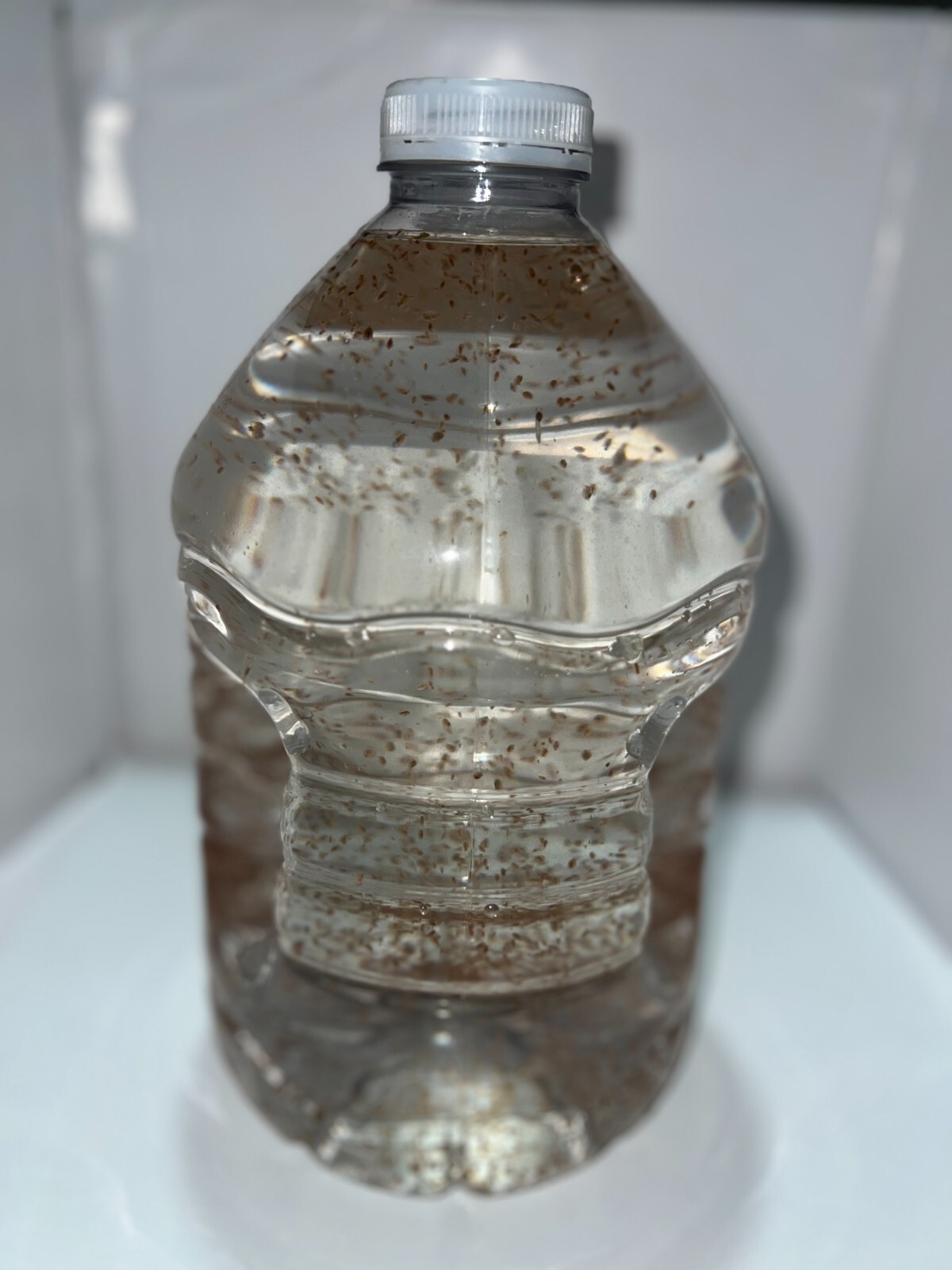 2500 Daphnia Magna (Clean Indoor Culture) Buy 2 get 1 free!