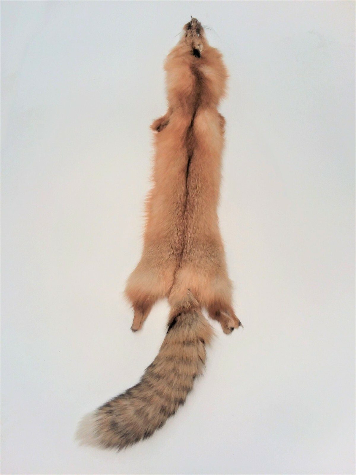 Canadian Red Fox, Tanned, HEAVY and long fur, silky beautiful canredfox