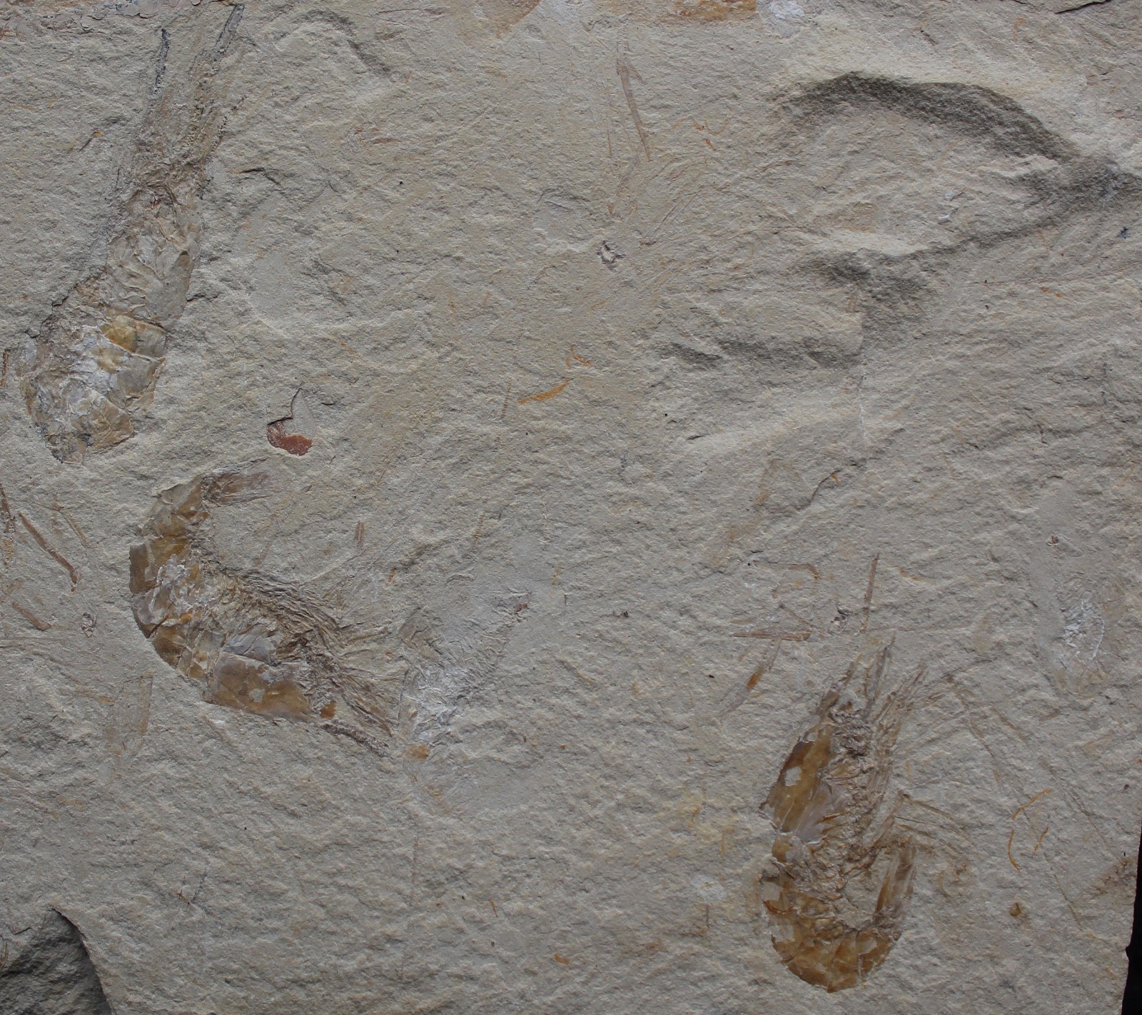 Shark Plate - Budget Specimen with 6 Shrimps - Cretaceous Fossils Lebanon