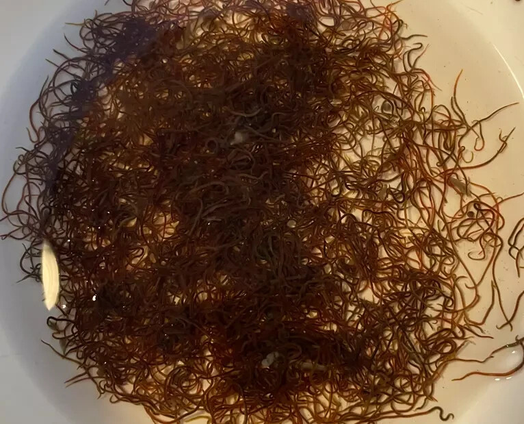 16oz Quality Fresh Live Blackworms - 1 Day Shipping - Live Arrival Guarantee