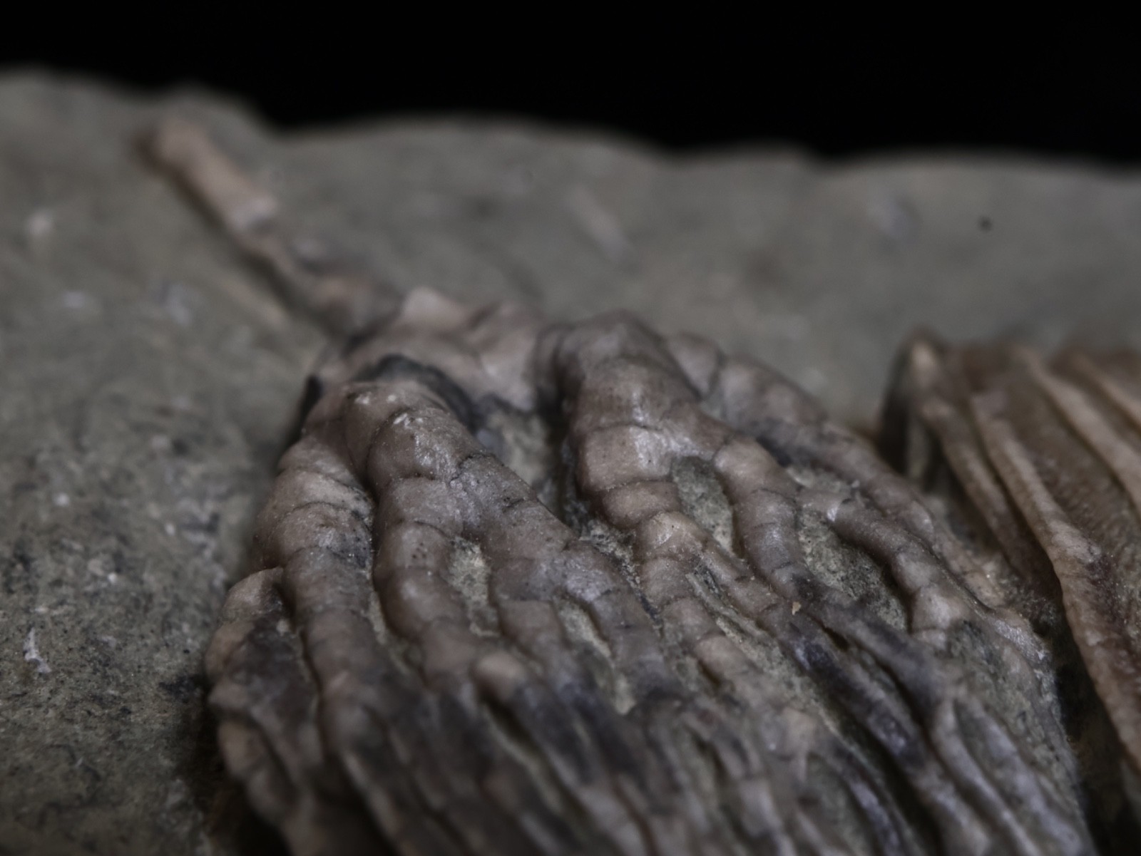 Expertly Prepared Fossil Crinoids, Crawfordsville, IN