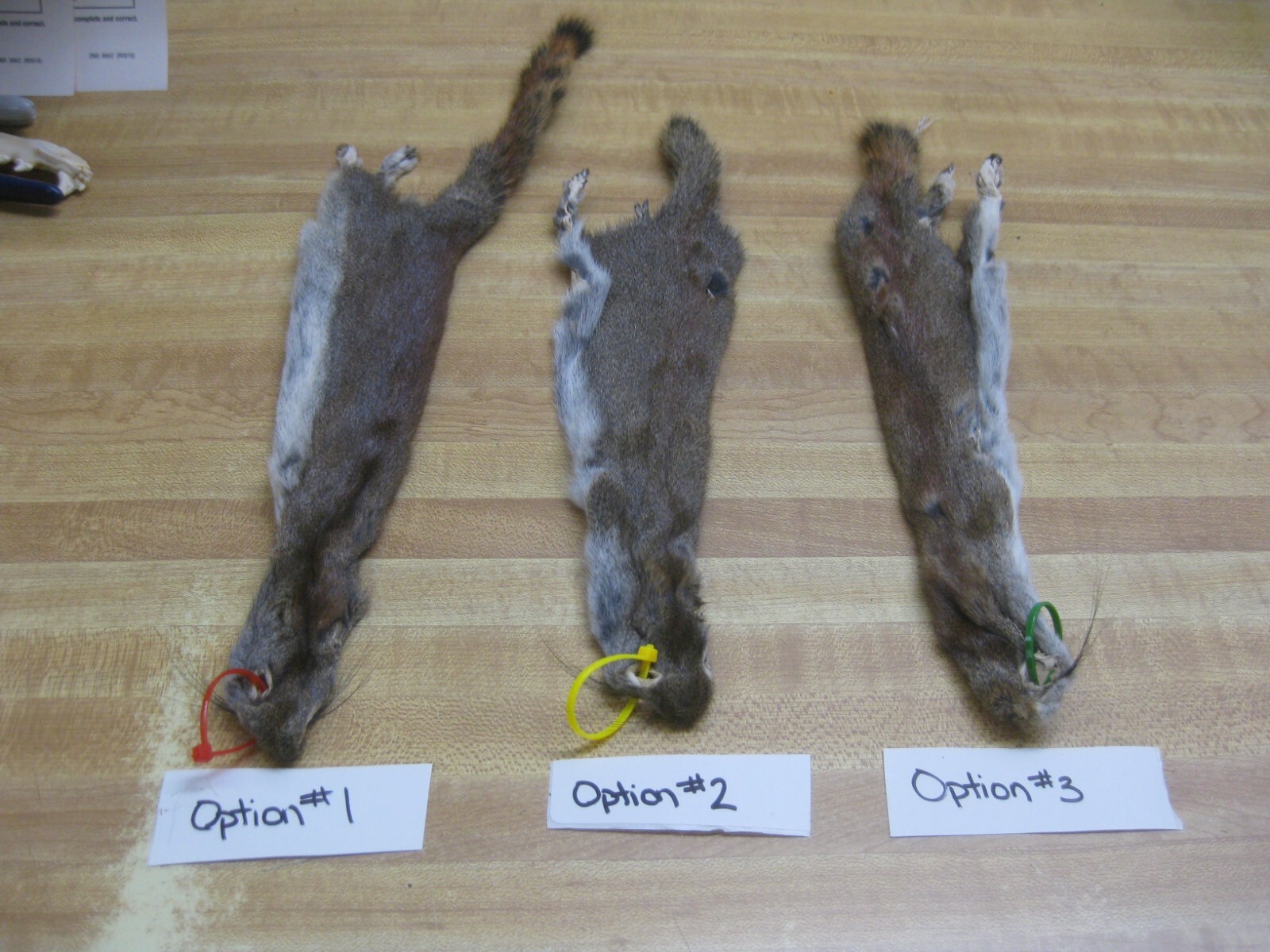 Canadian Red Squirrel Tanned Fur  - Craft - Red Tag